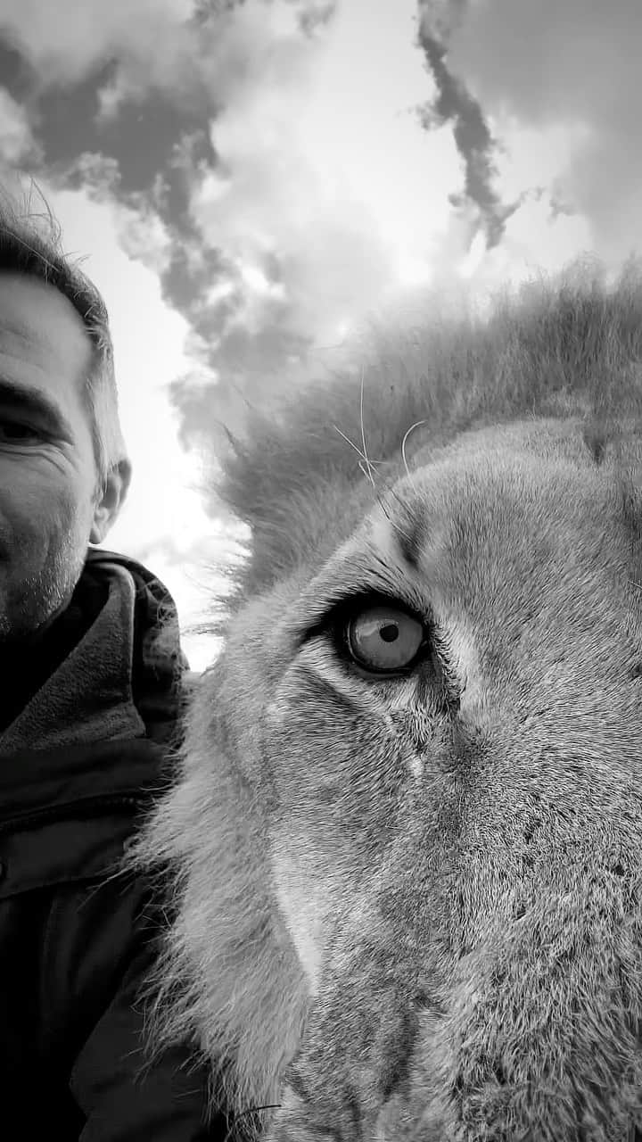 Kevin Richardson LionWhisperer のインスタグラム：「Yesterday and today has been freezing 🥶. Yes I know compared to some Northern hemisphere countries it’s a joke, but we’re not used to it! Had some snow in a few parts, but none at the sanctuary. Bongani and Suja were full of beans and enjoying the cold weather. I would’ve expected Bongani to feel it more with his age related condition, but it didn’t seem to affect.  #coldsnap #freezing #bittercold #coolcats #mycraghoppers #aquadry15000 #aquadry2in1 #mindfullymade #toastywarm #warmjacket」