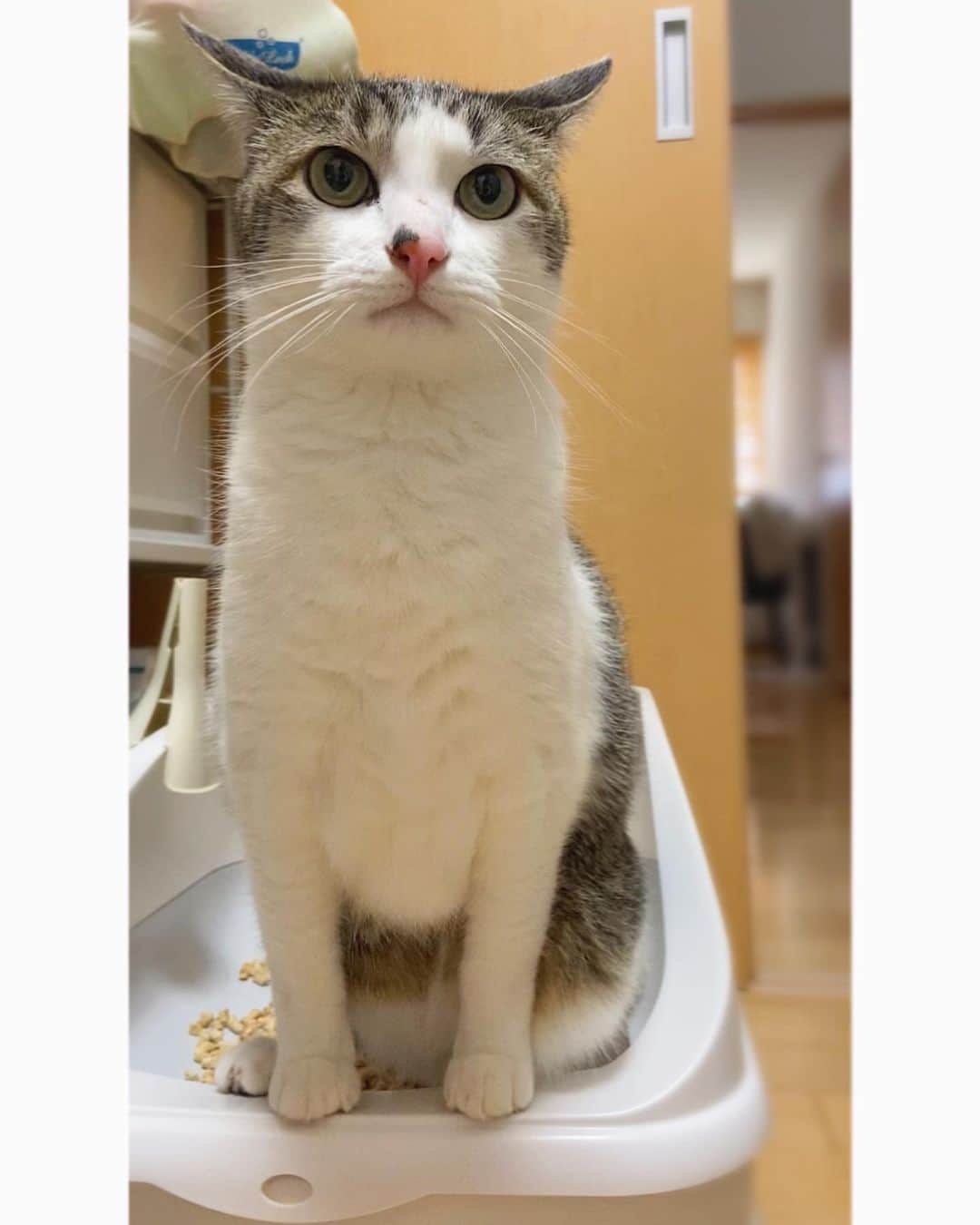 のインスタグラム：「#0711T#0711くうねる PRだけれど僕たちが 本気でオススメしたい 自動計測カメラ付きトイレトレッタ  本体50％offセール中です 6,980円→3,490円(年内最安値販売)  闘病中の2人の体調の変化を 細やかに計測して察してくれて とても助かっています  詳しくはストーリーにURLを貼ってありますので ご活用くださいね😽😽 この機会にぜひ✧ ・ #pr #トレッタ @toletta.cat  ・  #cat#catstagram#catsofinstagram#ねこ#ilovecat#にゃんだふるらいふ#cats_of_world#にゃんすたぐらむ#weeklyfluff#無敵の親バカ同盟#シブにゃん隊over10#みんねこ#igersjp#ペコねこ部#くっく2023#bestmeow#rakutenpet#サンデイ#sippoストーリー#nyancon01#インスタでドコノコ#andpremiumneko #curognacmodels3」