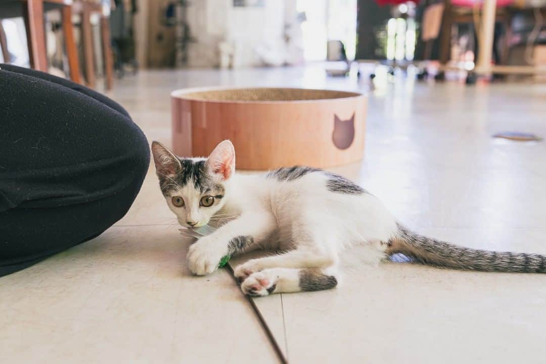 浅野真澄さんのインスタグラム写真 - (浅野真澄Instagram)「今日の写真：  猫ボランティアさんで、かねてからお世話になっているえつこさん @gaoyeyuezi2 のところの子猫たちが、今週末に開催される、「本気の譲渡会」 @komaba.neko に出るそうです。  ということで今日はお仕事の前に、里親募集用の写真を撮りに、えつこさんのサロンへ。  見てくださいこの、子猫たちの愛らしさったら！  人を信頼し切った可愛い子猫たち。この子達の猫生のあいだずっと「人間は優しい」「人間は信頼していい」が、真実であり続けますように。それを実現してくれる素敵な里親さんと、どうか出会えますように。  #保護猫 #保護猫との暮らし #保護猫里親 #保護猫部 #catstagram_japan #catoftheday #rescuecats #rescuecatsofinstagram #猫多頭飼い #catstagram #保護猫出身 #猫のいる暮らし #保護猫を家族に #rescuecat」7月11日 23時39分 - asano.masumi