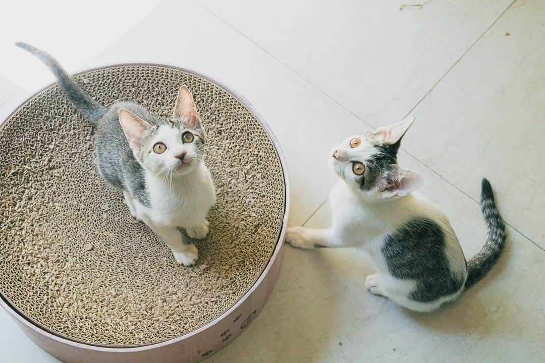 浅野真澄さんのインスタグラム写真 - (浅野真澄Instagram)「今日の写真：  猫ボランティアさんで、かねてからお世話になっているえつこさん @gaoyeyuezi2 のところの子猫たちが、今週末に開催される、「本気の譲渡会」 @komaba.neko に出るそうです。  ということで今日はお仕事の前に、里親募集用の写真を撮りに、えつこさんのサロンへ。  見てくださいこの、子猫たちの愛らしさったら！  人を信頼し切った可愛い子猫たち。この子達の猫生のあいだずっと「人間は優しい」「人間は信頼していい」が、真実であり続けますように。それを実現してくれる素敵な里親さんと、どうか出会えますように。  #保護猫 #保護猫との暮らし #保護猫里親 #保護猫部 #catstagram_japan #catoftheday #rescuecats #rescuecatsofinstagram #猫多頭飼い #catstagram #保護猫出身 #猫のいる暮らし #保護猫を家族に #rescuecat」7月11日 23時39分 - asano.masumi
