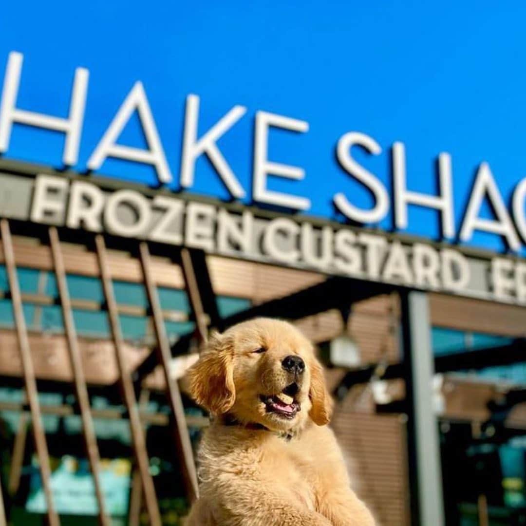 SHAKE SHACKさんのインスタグラム写真 - (SHAKE SHACKInstagram)「In case you needed ...