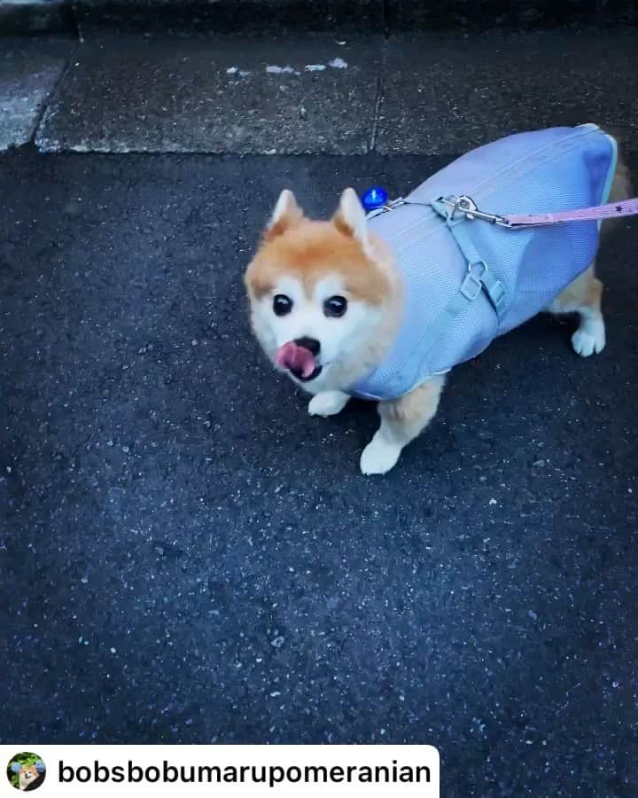 iDog&iCatのインスタグラム