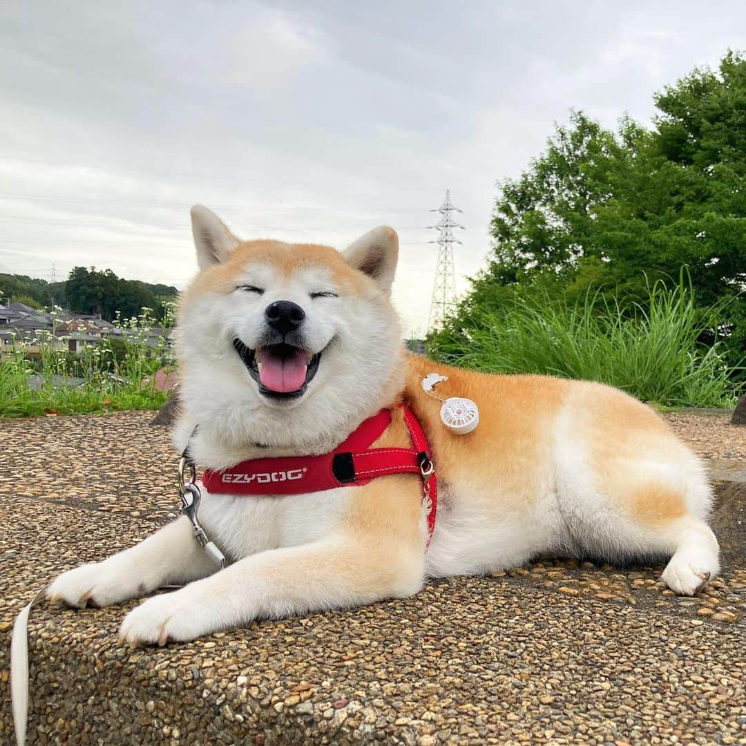 てんパパのインスタグラム：「てんちゃん地方は昨日から猛暑がやってきましたが、この写真と動画はまだ暑さ厳しくなく、風が心地良かった10日ぐらい前のもの。 #ハニワ公園 #ハニワ公園山頂 #長すぎる休憩」