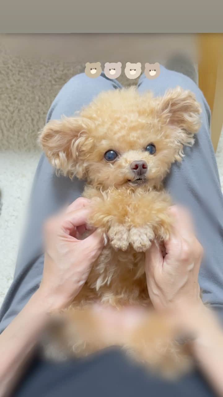 ふわのインスタグラム：「まったりからの。。。  #toypoodle#toypoodlegram#dogsofinstagram#instadog#doglover#doglife#cutedog#dog#fuwamama#ふわもこのふわ#ふわ#トイプードル#ふわもこ部#犬バカ部#親バカ部#犬のいる暮らし#いぬすたぐらむ#まったり」