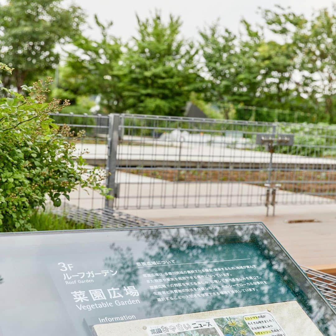 二子玉川ライズさんのインスタグラム写真 - (二子玉川ライズInstagram)「雨の恵みを受ける梅雨の時期。夏に向けて、植物や野菜もしっかり水分補給しているのかな？  都会の中に小さな菜園があるこの場所は、私にとって癒やしの空間🌿  さわさわ揺れる緑を眺めていると、梅雨でも気持ちが晴れやかになる。  この夏は、我が家でも家庭菜園を始めちゃおうかな🌽  #二子玉川ライズ #二子玉川 #にこたま #二子玉 #futakotamagawa #二子玉川駅 #二子玉川ライフ #世田谷ライフ #都会のオアシス #自然のある暮らし #自然と暮らす #東京散歩 #お散歩 #お写んぽ #丁寧な暮らし #暮らしを楽しむ #緑のある暮らし #菜園 #緑のある生活 #梅雨 #梅雨の晴れ間」7月11日 17時45分 - rise_shopping_center