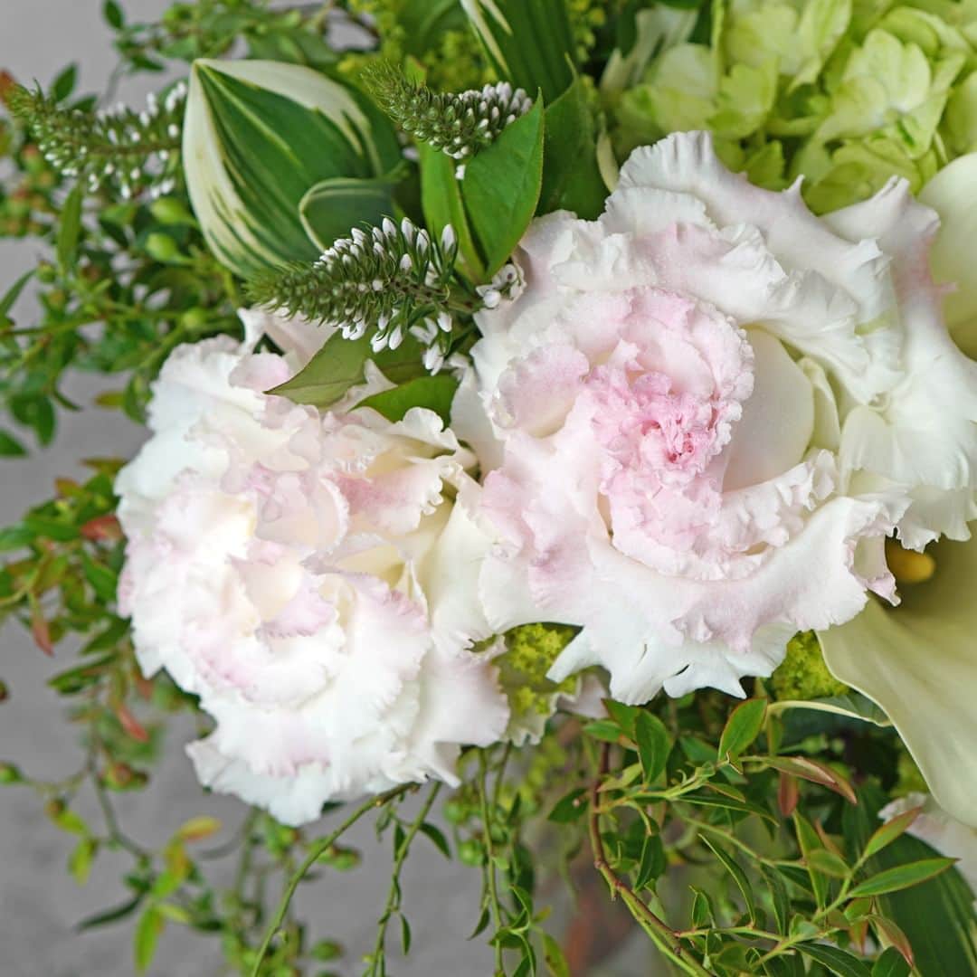 AOYAMA_HANAMOさんのインスタグラム写真 - (AOYAMA_HANAMOInstagram)「心地よく、爽やかな風感じる花色合わせ。 ・ 白とピンクの複色のトルコキキョウ、クリーム色のカラー、グリーンのハイドランジアなど、淡い色調の花々を上品にまとめた花瓶活け。小さな白い花をつけたオカトラノオ、シルエットの異なる数種のリーフや実ものをバランスよく配し、清涼感のあるデザインに仕上げました。 ・ フラワーデザインに欠かせない存在のトルコキキョウ。 開花したトルコキキョウの脇枝についているグリーンの小さな花を見たことはありませんか？あれは色づく前のつぼみです。 トルコキキョウのつぼみは切り花にしてしまうと、そこから色づいて咲くことはほぼありません。ですが、グリーンの小さなつぼみと花色の組み合わせは他の花にはない美しさがあり、トルコキキョウの魅力の一つでもあります。そんな風情も含めて、トルコキキョウという花を楽しんでいただければと思います。 - - - #aoyamahanamo #青山花茂 #お花のある生活 #花が好きな人と繋がりたい #花を飾ろう #花のある暮らし #花のあるくらし #花のある日常 #癒しの花 #季節の花 #旬の花 #花のサブスク #フラワーサブスクリプション #お花の定期便 #季節の花の定期便 #季節の花の定期便プレミアムプラン #カラー #トルコキキョウ #ハイドランジア #紫陽花 #アジサイ #アルケミラモリス #オカトラノオ #花瓶活け #花束 #ブーケ」7月11日 18時00分 - aoyama_hanamo