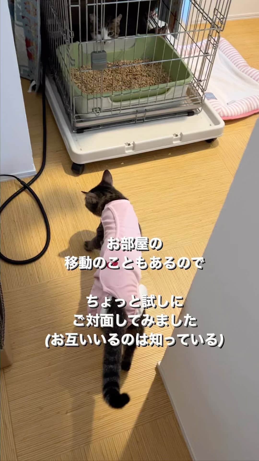 nozomiorideのインスタグラム：「洗面所がどんどん暑くなるので ぼちぼち移動させてあげたいのです かぐちゃんにお伺いしてます  【かぐやくんの里親様募集】 現在、大体生後11ヶ月 男の子♂ 去勢手術済み ワクチン2回済み ウィルス検査：陰性  留守番🆗 賢く穏やかな、人に寄り添える子です☺️  ご検討中の方には オムツのことなどなど ご質問等にもしっかり対応させていただきますので(コメントでもDMでも🆗) お問い合わせ下さいませ😌🙇🏻‍♀️  (※譲渡条件あります)  #里親募集  #里親募集中  #里親募集猫  #里親募集_愛知   #恥骨前尿道瘻形成手術  #バブい #きじとら#三毛猫#白猫#白黒猫 #キジトラ #保護猫 #術後服 #子猫 #事故猫 #ねこのきもち #猫好きさんと繋がりたい」