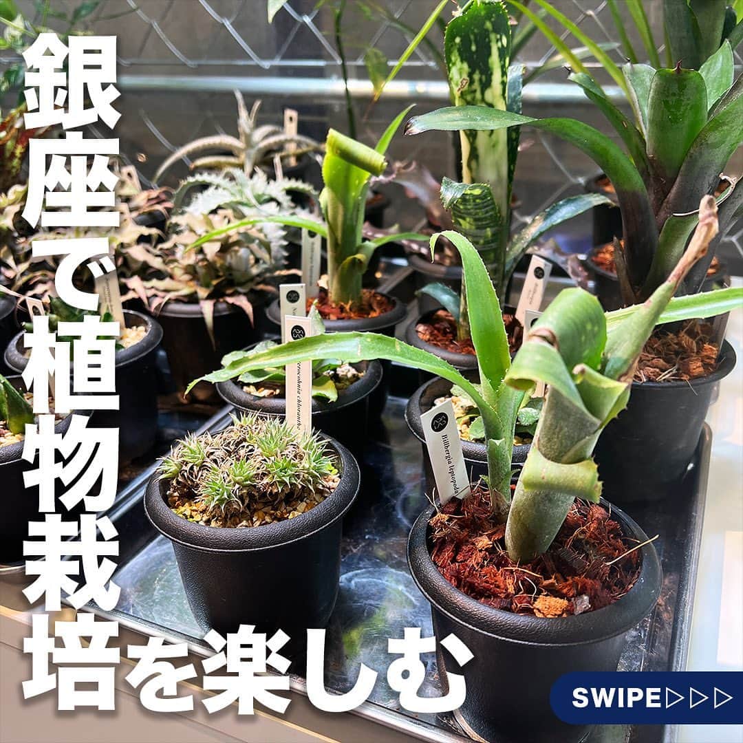TokyuPlazaGinzaofficialのインスタグラム：「・ 【銀座で植物栽培を楽しむ】  今回は当館5Fにある、植物育成の新たな楽しみ方を 体験できる 「ADA LAB」をご紹介! #adalab の魅力をお届けします✨  ガラスケースとLEDで植物を育てる 「パルダリウム /ネイチャーアクアリウム 」の 楽しみ方を 体験できる実験的ショップ ADA LAB🪴  一つの植物への興味から植物栽培やレイアウトの楽しみ方を 見つける事ができるほか、 本格的なネイチャーアクアリウムの 魅力にも触れることができます。  お気に入りの植物を見つけ、豊かなグリーンライフを 楽しんでみてください!  また、様々なタイプのパルダリウムレイアウトが楽しめる ワークショプも毎日開催!  頭の中に描く理想の大自然の景色を、 ガラスケースの中に具現化するお手伝いをさせていだきます。  専門のスタッフによるレクチャーで植物育成初心者の方でも 参加しやすくなっていますのでぜひお気軽にご参加ください🌱  @ada__laboratoryプロフィールURLの公式サイトから 簡単に予約可能です。 皆様のお越しをお待ちしています✨  気になる!行きたい!と思ったらいいね・保存お願いします!  #東急プラザ銀座 #銀プラ #銀座 #ginza #有楽町 #日比谷  #銀座カフェ #銀座グルメ #銀座ディナー #銀座デート  #お買い物 #銀ぶら #paludarium #natureaquarium」