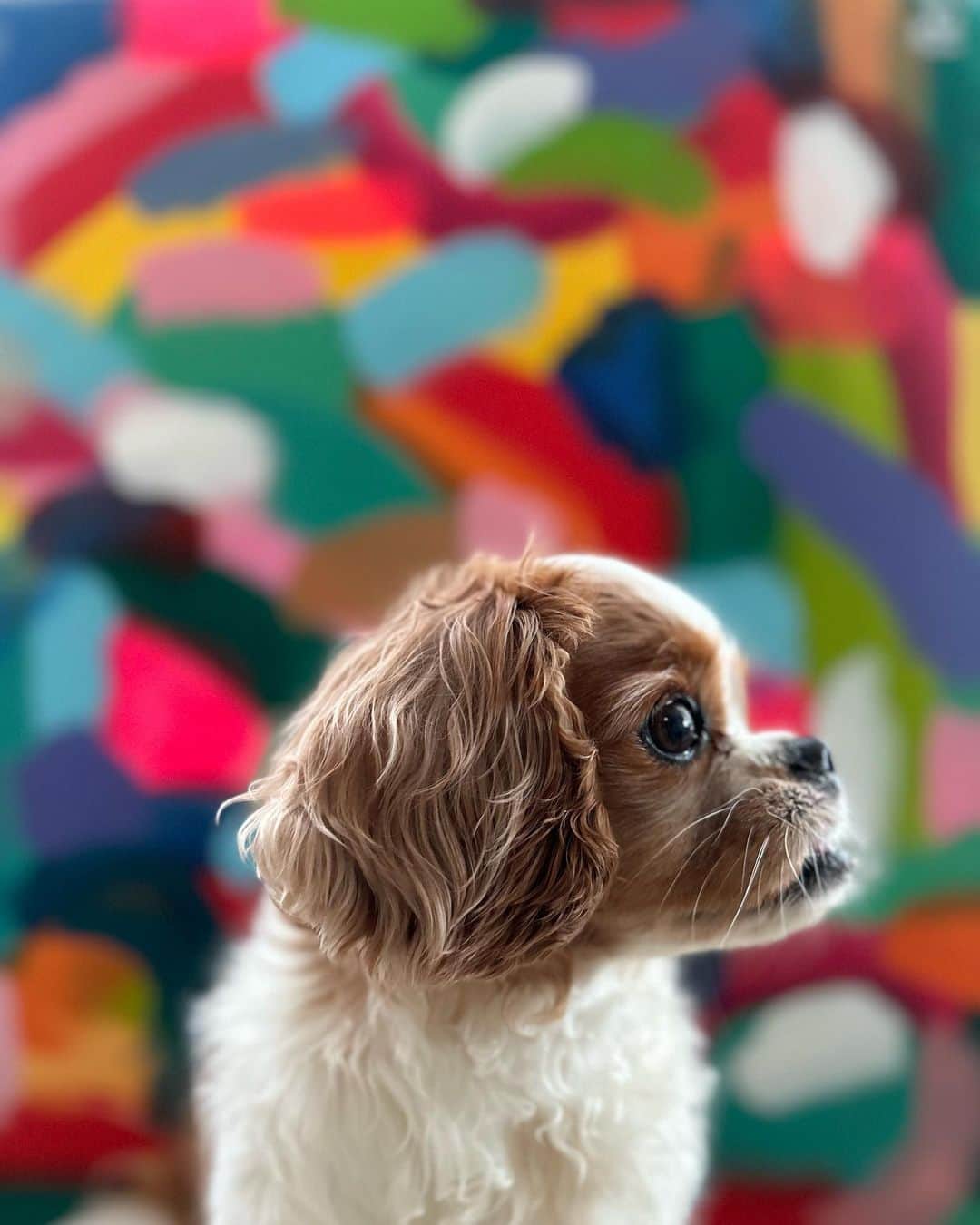 鈴木杏さんのインスタグラム写真 (鈴木杏Instagram)「ダンデくん、8歳になりました🐶 至らぬところだらけの私に、いつも変わらない愛