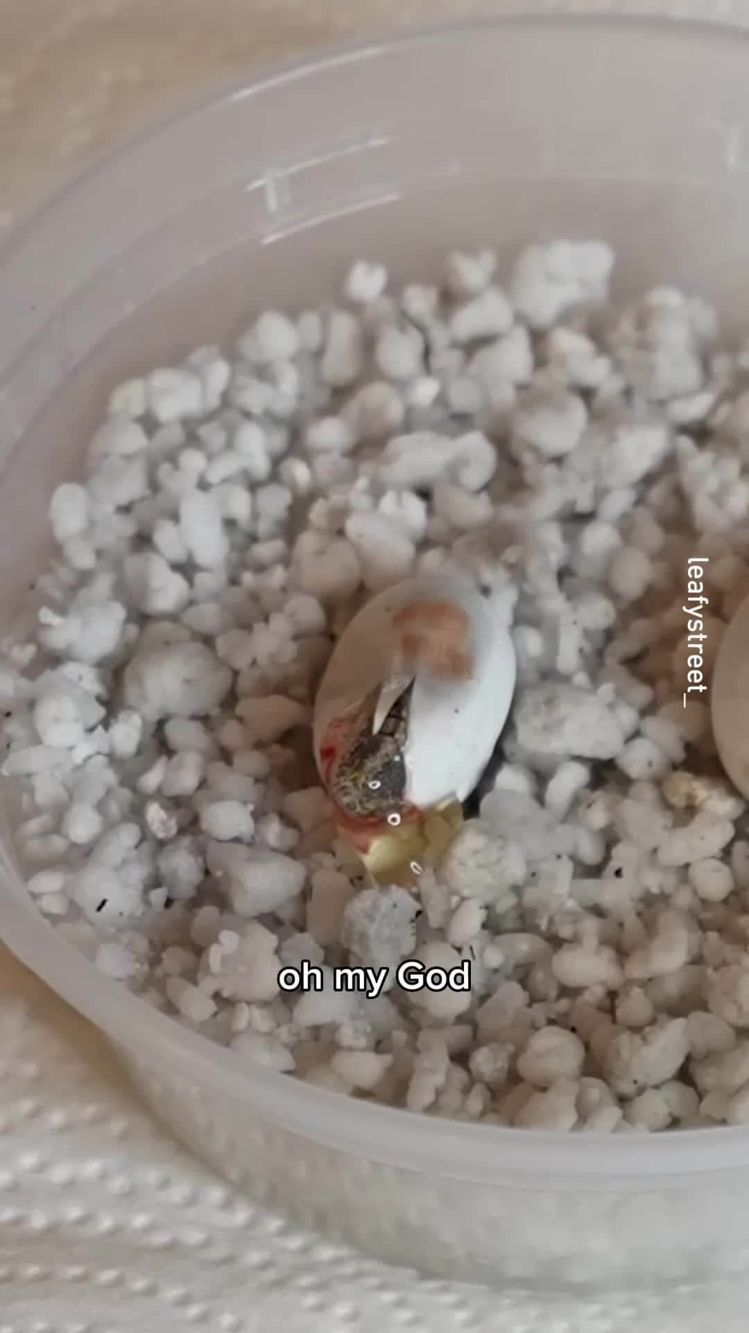 のインスタグラム：「happy birthday 📹 @leafystreet_ #gecko #hatching #9gag」
