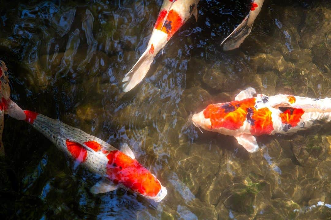 八芳園さんのインスタグラム写真 - (八芳園Instagram)「二十四節気「小暑」の訪れ。 八芳園では蝉の声が響き始めました。  涼やかな風が池の水面を撫で、 錦鯉の鮮やかな鱗が陽光に反射して輝きます。  都心にありながらも自然あふれる日本庭園で、 夏の風情をお愉しみください。  🍃✨🍃✨🍃  #八芳園 #結婚式場 #日本庭園  #happoen #初夏を楽しむフォトコンテスト2023  #二十四節気 #小暑 #錦鯉 #滝 #水辺 #夏 #日本の四季  #二十四節気 #カメラ部 #写真好きな人と繋がりたい #東京カメラ部 #その瞬間に物語を #風景写真 #日本家屋  #japanesegarden #japan_of_insta #japaneseculture #jp_views #special_spot #tokyo #japan_daytime_view #ig_jp #japanoinsta #japantravel #tokyotrip #tokyotokyo」7月11日 19時17分 - happoen