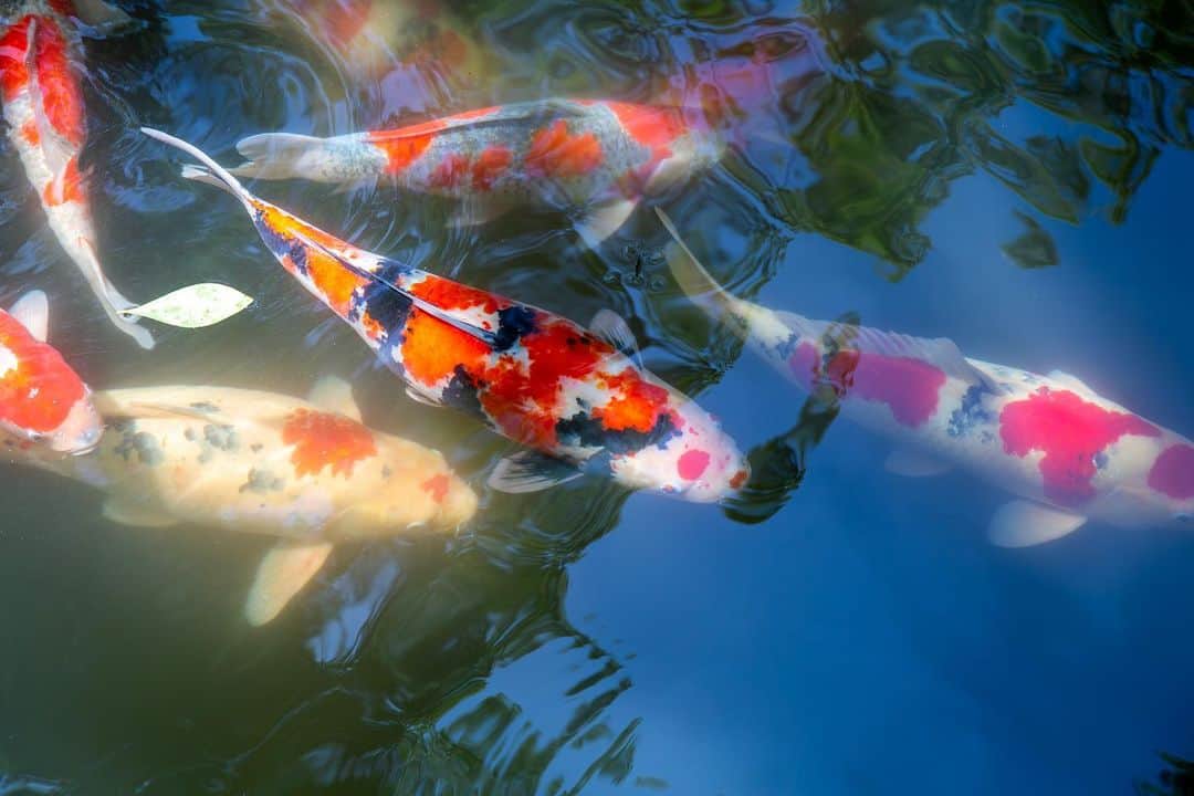 八芳園さんのインスタグラム写真 - (八芳園Instagram)「二十四節気「小暑」の訪れ。 八芳園では蝉の声が響き始めました。  涼やかな風が池の水面を撫で、 錦鯉の鮮やかな鱗が陽光に反射して輝きます。  都心にありながらも自然あふれる日本庭園で、 夏の風情をお愉しみください。  🍃✨🍃✨🍃  #八芳園 #結婚式場 #日本庭園  #happoen #初夏を楽しむフォトコンテスト2023  #二十四節気 #小暑 #錦鯉 #滝 #水辺 #夏 #日本の四季  #二十四節気 #カメラ部 #写真好きな人と繋がりたい #東京カメラ部 #その瞬間に物語を #風景写真 #日本家屋  #japanesegarden #japan_of_insta #japaneseculture #jp_views #special_spot #tokyo #japan_daytime_view #ig_jp #japanoinsta #japantravel #tokyotrip #tokyotokyo」7月11日 19時17分 - happoen