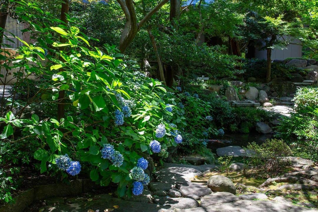 八芳園さんのインスタグラム写真 - (八芳園Instagram)「二十四節気「小暑」の訪れ。 八芳園では蝉の声が響き始めました。  涼やかな風が池の水面を撫で、 錦鯉の鮮やかな鱗が陽光に反射して輝きます。  都心にありながらも自然あふれる日本庭園で、 夏の風情をお愉しみください。  🍃✨🍃✨🍃  #八芳園 #結婚式場 #日本庭園  #happoen #初夏を楽しむフォトコンテスト2023  #二十四節気 #小暑 #錦鯉 #滝 #水辺 #夏 #日本の四季  #二十四節気 #カメラ部 #写真好きな人と繋がりたい #東京カメラ部 #その瞬間に物語を #風景写真 #日本家屋  #japanesegarden #japan_of_insta #japaneseculture #jp_views #special_spot #tokyo #japan_daytime_view #ig_jp #japanoinsta #japantravel #tokyotrip #tokyotokyo」7月11日 19時17分 - happoen