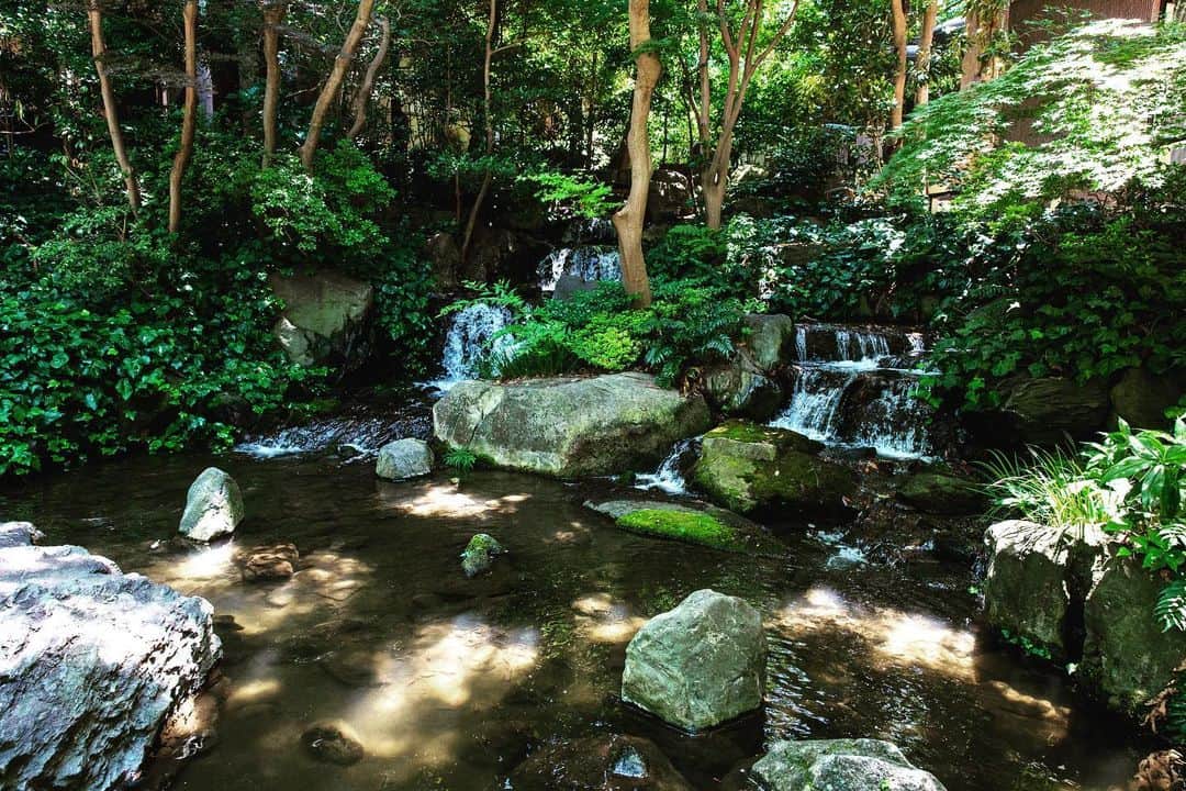 八芳園のインスタグラム：「二十四節気「小暑」の訪れ。 八芳園では蝉の声が響き始めました。  涼やかな風が池の水面を撫で、 錦鯉の鮮やかな鱗が陽光に反射して輝きます。  都心にありながらも自然あふれる日本庭園で、 夏の風情をお愉しみください。  🍃✨🍃✨🍃  #八芳園 #結婚式場 #日本庭園  #happoen #初夏を楽しむフォトコンテスト2023  #二十四節気 #小暑 #錦鯉 #滝 #水辺 #夏 #日本の四季  #二十四節気 #カメラ部 #写真好きな人と繋がりたい #東京カメラ部 #その瞬間に物語を #風景写真 #日本家屋  #japanesegarden #japan_of_insta #japaneseculture #jp_views #special_spot #tokyo #japan_daytime_view #ig_jp #japanoinsta #japantravel #tokyotrip #tokyotokyo」