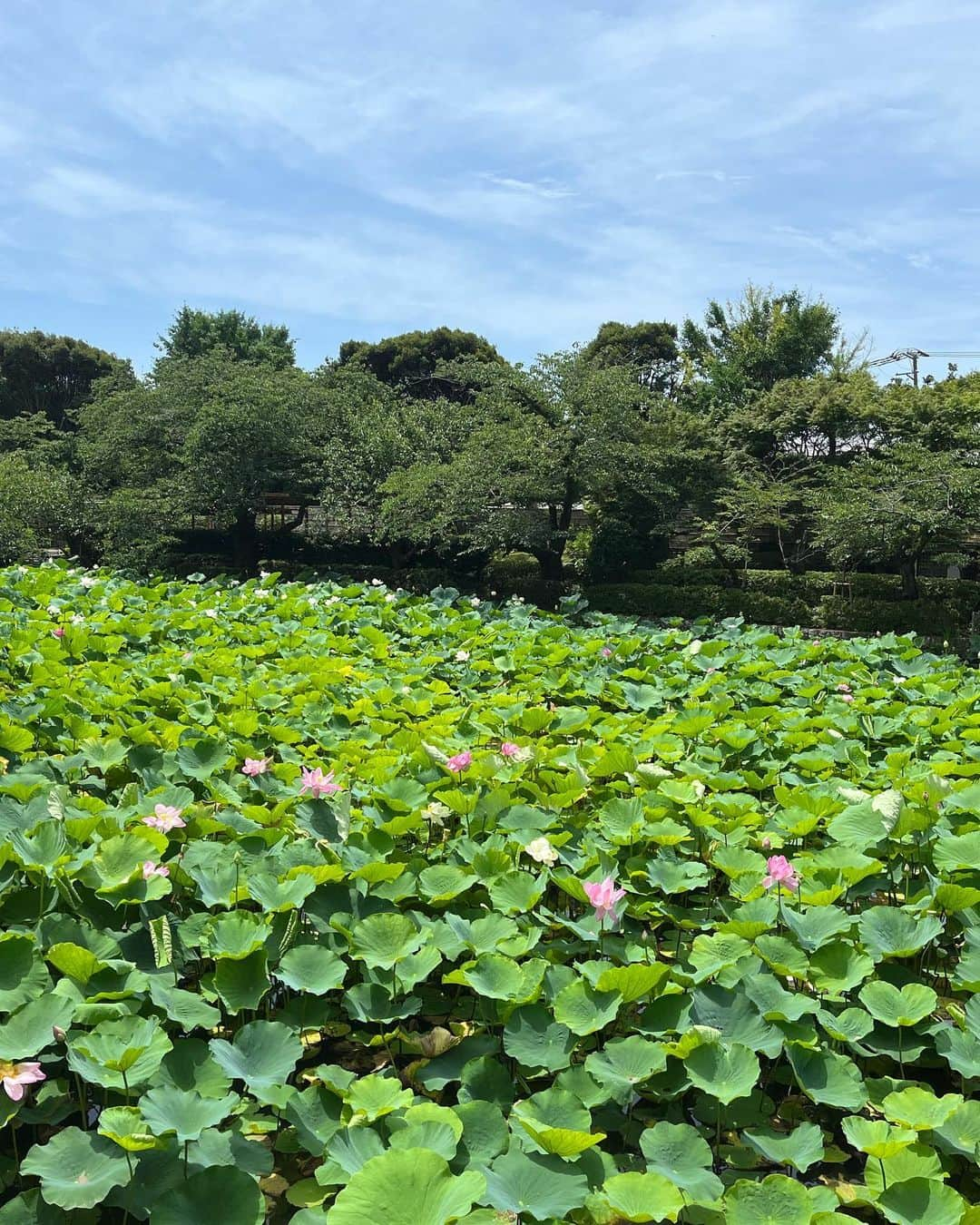 渡部純平さんのインスタグラム写真 - (渡部純平Instagram)「Big Nature🍀  自然にありのままに。  2枚目のハスの花🪷は泥の中からしか咲かない花。 そして泥の中から成長して咲いたその姿に一滴の泥もついてない。 自分たちの感情にもそんな泥の中のような黒感情がある時もある。でもその中で成長して乗り越えた時には泥が一つもついてないキレイな花が咲く🌸  夏☀️暑い日も負けずに楽しんでいきましょう✌️  #nature#自然#ありのまま#自分軸#actor#model#lifestyle#yoga#meditation#ocean#summer#photoftheday#photography#海#夏#蓮の花#ロータス」7月11日 19時21分 - junpei_wt7b