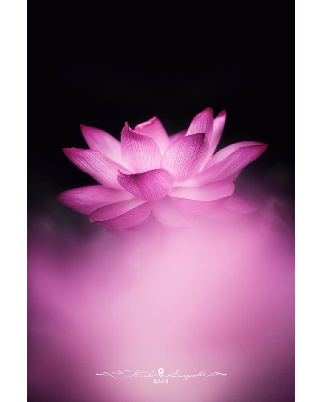 花の写真館のインスタグラム：「Photo by Takashi Suzuki. . Original Post[投稿いただいたURL] https://www.facebook.com/photo.php?fbid=2257418701091312 . 本アカウントは、 #私の花の写真 をつけてInstagramに投稿された皆さまの花の写真や、「花の写真館」Facebookページで投稿された花の写真を紹介します。 「花の写真館」Facebookページは、「 @floral.photograph 」のプロフィールにあるURLからご覧ください。 . ※各種法令、マナー、関係者の指示に従った撮影をお願いします。 *Please ensure that your photography adheres to all relevant laws, etiquette, and instructions issued by authorized persons. ※本アカウントは東京カメラ部がFacebook、Instagramのサービスを利用して運営しているもので、Meta社・Instagramとは一切関係ありません。 . #花の写真館 #floralphotograph #floralphoto #flower #flowers Follow: @floral.photograph」