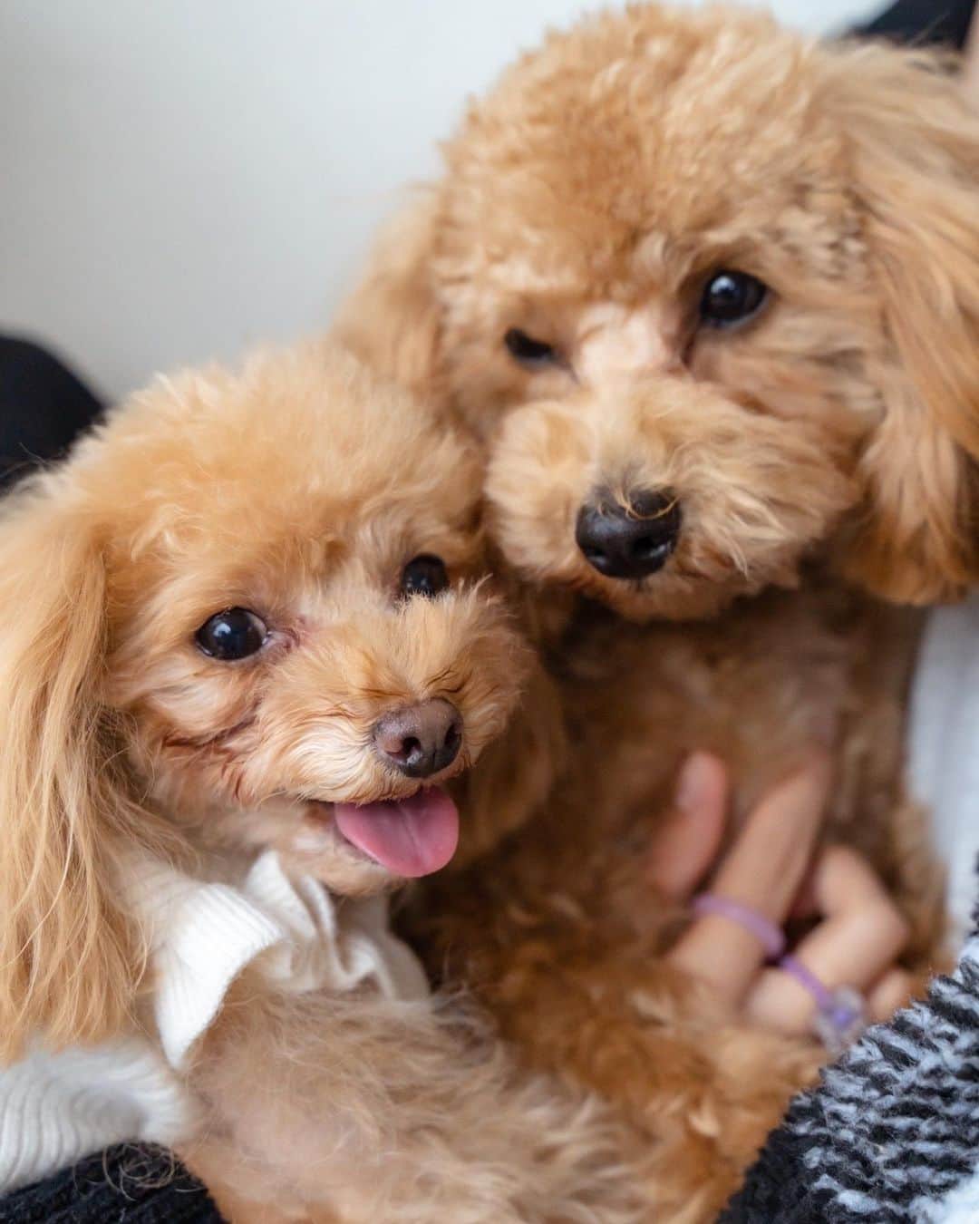 Mikaさんのインスタグラム写真 - (MikaInstagram)「『my lovely dogs』  小さい方がティーカッププードルのソフィちゃん7歳♡ 大きい方がタイニープードルのマロンくん1歳です(о´∀`о)  犬と泊まれるお宿良い場所あれば教えてください。 @soranohotel  快適綺麗で過ごしやすかったです。  🐶💞🐩⭐️🦴  ・ ・ ・ ・ follow me💋  #美花展 #犬と泊まれる宿  #犬と泊まれるホテル  #ソラノホテル #犬バカ部  #犬のいる生活  #トイプードル部  #トイプードルアプリコット  #ティーカッププードル女の子  #タイニープードル男の子  #犬なしでは生きていけません会  #小型犬のいる暮らし  #トイプードル多頭飼い  #誰かの記憶に残る写真 #カメラ好きな人と繋がりたい #ファインダー越しの私の世界 #ポトレファン倶楽部 #被写体モデル #その瞬間は永遠の思い出 #みんなのフォト #ポトレ女子 #撮影依頼募集中 #jp_portrait部 #japanesedogs  #toypoodlelove  #toypoodlelife  #toypoodlesofinstagram  #poodle_feature  #toypoodlestagram  #soranohotel」7月11日 19時46分 - mika_portrait