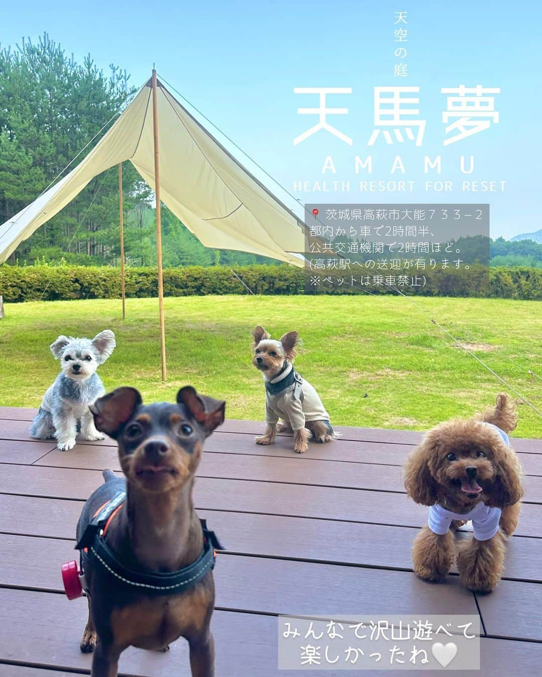 池田沙代さんのインスタグラム写真 - (池田沙代Instagram)「🤍🤍🤍  ぴのさんと小旅行🏕️  @amamu_official で ぴのさんとお友達と一緒に 女子旅グランピングしてきました🤍  綺麗な景色を見ながら おいしいBBQに友達とペットとの 楽しい時間に癒された☺️🤍  今回はグランピングヴィラの "星降る丘"というお部屋に✨  とーっても広いくて テントサウナやBBQができたり 8人まで泊まれるみたいです。 (わんこは5匹まで🐶)  ダブルベッドが2台と敷布団がありました。 ペットのケージやトイレ、お水入れなどが 揃っていて嬉しかったです✨  BBQの具材も豪華で美味しくて 寒くなって来たら暖炉を囲んで みんなで夜まで話したり 飲んだりしました👱🏼‍♀️  わんこ達は外も部屋の中も 走り回っててかわいかったです🥹🤍  この日は夜から雨が降っちゃったから できなかったけど、ウッドデッキから ゴルフができたり、テントサウナの後に 水風呂や露天風呂ができる所もあります✨  本館の方にはお馬さん🐎がいて 乗馬体験などもできるみたいです😳  グランピングヴィラは 全棟わんこokとのことですが 周りに柵などがあるのは この"星降る丘"のお部屋のみみたいなので わんこを走らせたい方は注意してください☺️✨ リードをつけて走ることは全部屋可能です💡🤍   東京ドーム28個分の広大な敷地で プライベートな空間なので 他の宿泊客が一切気にならないです✨  一つ一つのヴィラには本館から 車で移動します🚗  大自然のなかで楽しく過ごせたーっ🤍 お友達と行くのも、恋人や家族で行くのも 楽しめると思います✨  ぴのさんとの沢山お出かけしたい🐶  最近わんこokのグランピング施設 増えてきてて嬉しいです☺️🤍  ___  #天馬夢 AMAMU RESORT  📍 茨城県高萩市大能７３３−２ 都内から車で2時間半🚗 公共交通機関で2時間ほど ・高萩駅までの送迎あり(ペット不可) ☎️ 0293273900  _____  金額や詳細は変動しますので 最新の情報は施設にお問い合わせください☺️  #ヘルスリゾート#天空の庭天馬夢#天空の庭#天馬夢#愛犬とグランピング#ペット可グランピング#グランピング#わんことグランピング#わんこと旅行 #茨城#茨城県#茨城ホテル#高萩#ヘルスリゾート#pr」7月11日 19時59分 - sayopi