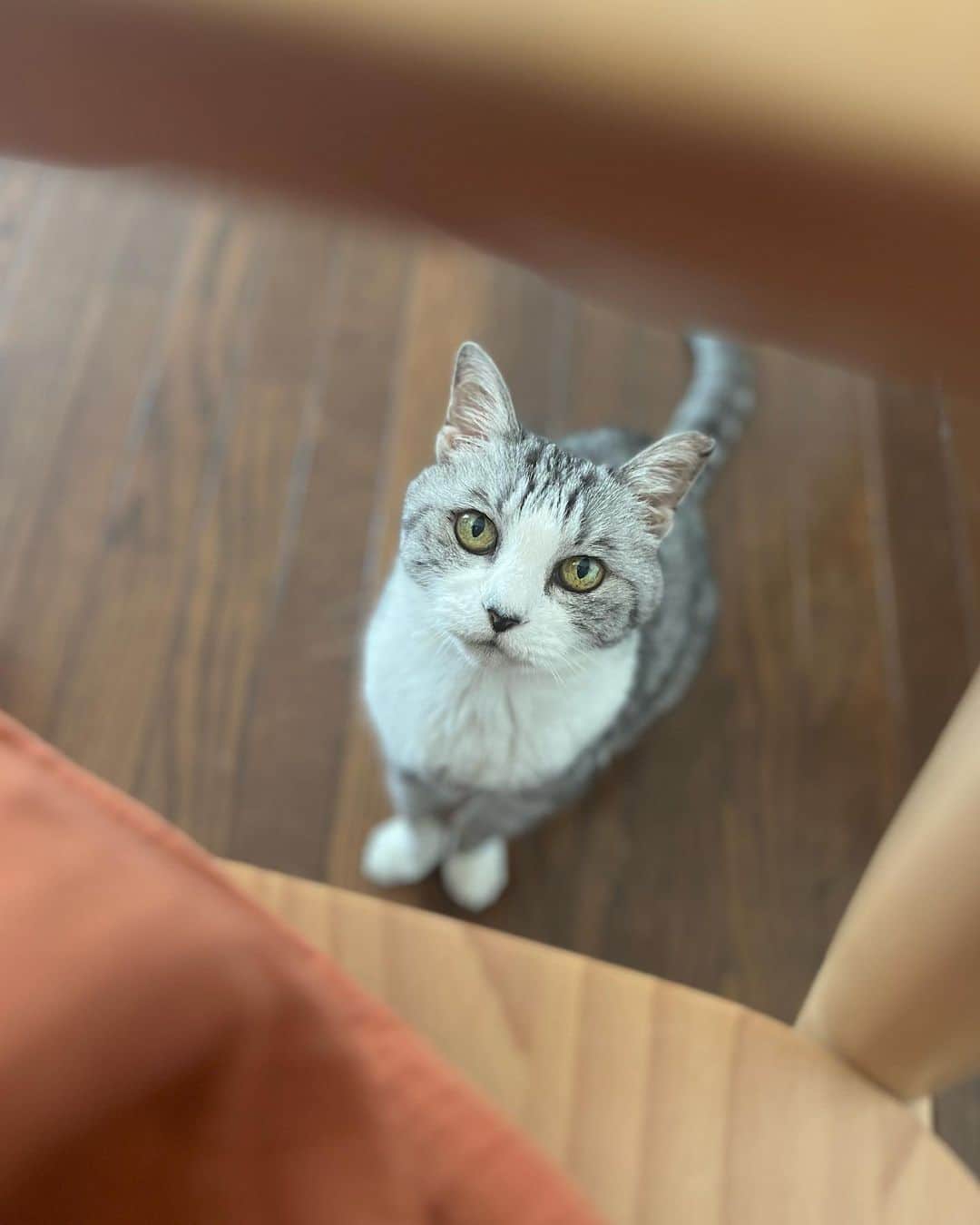 坂本美雨さんのインスタグラム写真 - (坂本美雨Instagram)「わたしが腰掛けた瞬間 オンしたくてうずうずのご婦人 #cat #サバ美」7月11日 20時11分 - miu_sakamoto