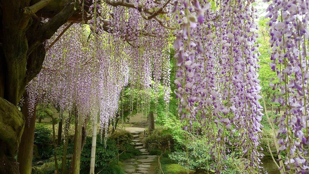 Sony Mobileさんのインスタグラム写真 - (Sony MobileInstagram)「Thank you for sharing your image @sei.ende! A breathtaking scene of cascading wisteria in Himeji Kokoen Garden.  Inspired by the simple creative techniques of creators, share your photo or movie with the hashtag #WowXperia. ​  For your image to be eligible for reposting, you must ensure the following:​  ✓You tag #WowXperia, the name of your country or region (e.g. #Japan), and the name of your Xperia device (e.g. #Xperia5lII)​ ✓You capture with an Xperia device​ ✓You follow @SonyXperia on Instagram​ ✓You read and accept our Terms & Conditions​  If we choose to feature your photo or movie, we will contact you first via Instagram Direct.​  #Sony #Xperia #SonyXperia #Xperia5IV ​#MobilePhotography #SonyCamera ​#TakenWithXperia #CameraTricks​」7月11日 20時36分 - sonyxperia