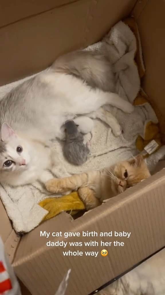 Cute Pets Dogs Catsのインスタグラム：「holding her hand and everything 😭  Credit: beautiful tinny_cats (tt) ** For all crediting issues and removals pls 𝐄𝐦𝐚𝐢𝐥 𝐮𝐬 ☺️  𝐍𝐨𝐭𝐞: we don’t own this video/pics, all rights go to their respective owners. If owner is not provided, tagged (meaning we couldn’t find who is the owner), 𝐩𝐥𝐬 𝐄𝐦𝐚𝐢𝐥 𝐮𝐬 with 𝐬𝐮𝐛𝐣𝐞𝐜𝐭 “𝐂𝐫𝐞𝐝𝐢𝐭 𝐈𝐬𝐬𝐮𝐞𝐬” and 𝐨𝐰𝐧𝐞𝐫 𝐰𝐢𝐥𝐥 𝐛𝐞 𝐭𝐚𝐠𝐠𝐞𝐝 𝐬𝐡𝐨𝐫𝐭𝐥𝐲 𝐚𝐟𝐭𝐞𝐫.  We have been building this community for over 6 years, but 𝐞𝐯𝐞𝐫𝐲 𝐫𝐞𝐩𝐨𝐫𝐭 𝐜𝐨𝐮𝐥𝐝 𝐠𝐞𝐭 𝐨𝐮𝐫 𝐩𝐚𝐠𝐞 𝐝𝐞𝐥𝐞𝐭𝐞𝐝, pls email us first. **」