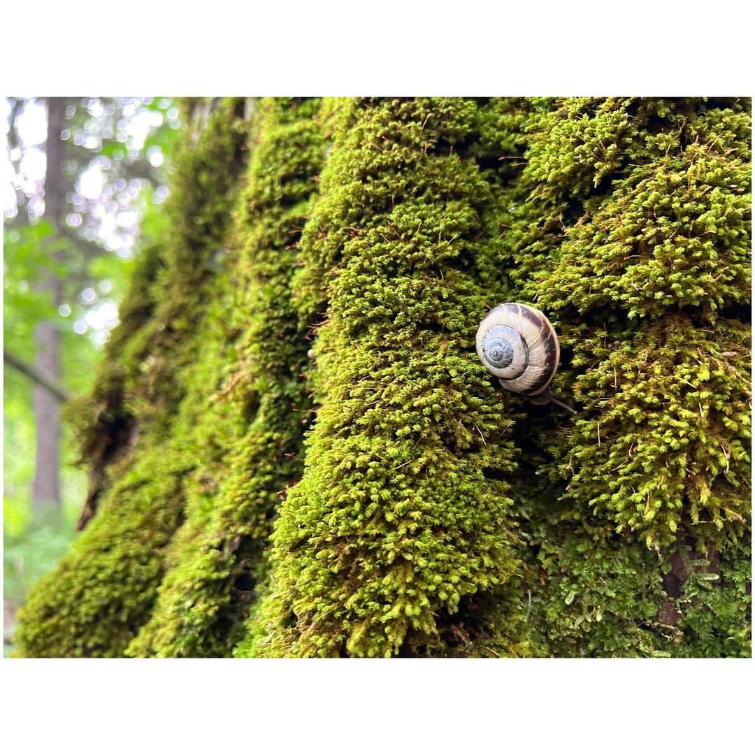 トラウデン直美さんのインスタグラム写真 - (トラウデン直美Instagram)「今日はお仕事で森に来ていました。  深呼吸。  大きな木に囲まれて、たくさん自然のエネルギーをチャージできました。 ふと視線を落とすと、カタツムリも元気に木を登っていました。  うまく写真に切り取れて、満足。  #苫小牧」7月11日 20時46分 - naomi_trauden_