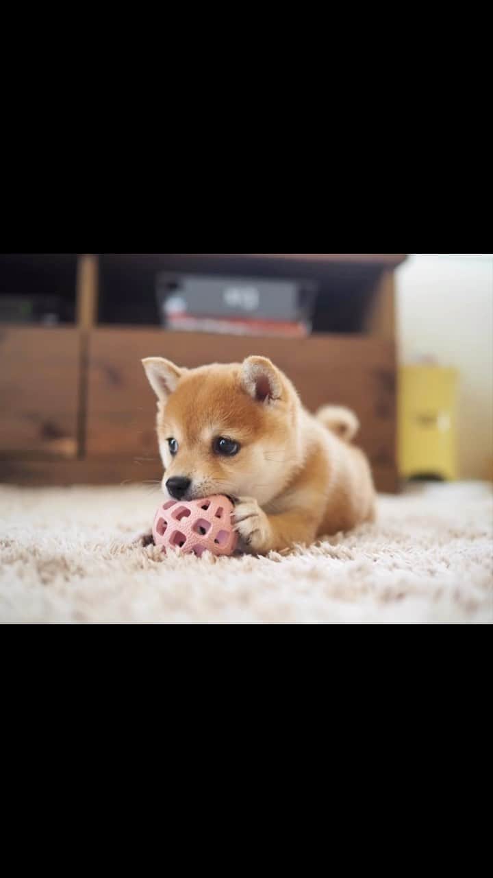 豆柴にこちゃんのインスタグラム：「🐶 言葉にできないたま。 あなたに会えて本当によかった。  感動しそうでしない、 明治安田生命的ムービー。  #柴犬#豆柴#mameshiba #shibastagram#japanphoto#shibainu#犬#shibainumania#犬のいる暮らし#shiba_snap#shibainupuppy#多頭飼い#dog#いぬすたぐらむ#puppy#dogstagram#instadog #doglover#pecoいぬ部#pecotv#いぬのきもち部#狗#子犬#barked#9gag#9gagpets#시바견」