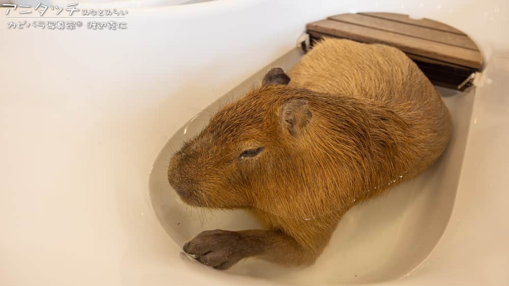 渡辺克仁さんのインスタグラム写真 - (渡辺克仁Instagram)「熱いお風呂に入りたい気分。  #カピバラ #水豚 #capybara #アニタッチ」7月11日 21時00分 - katsuhito.watanabe