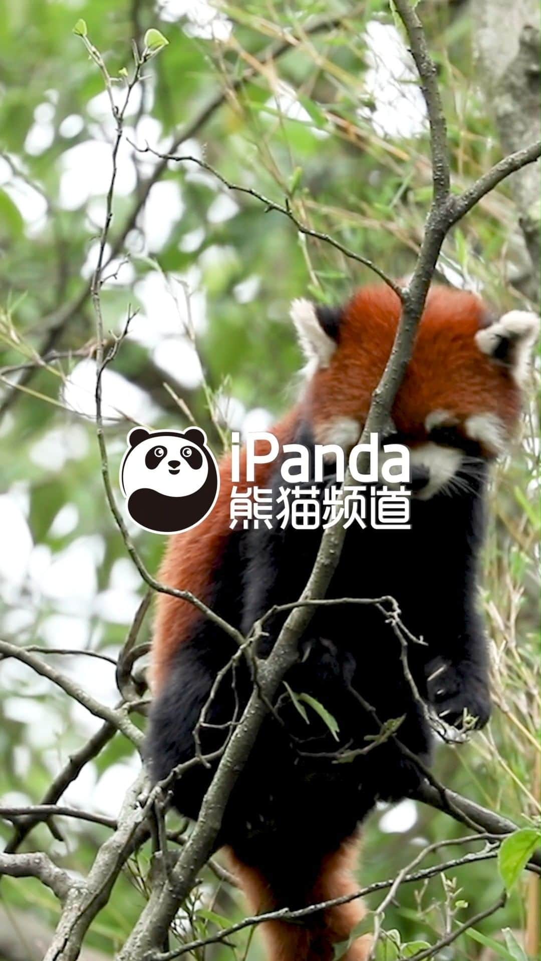 iPandaのインスタグラム