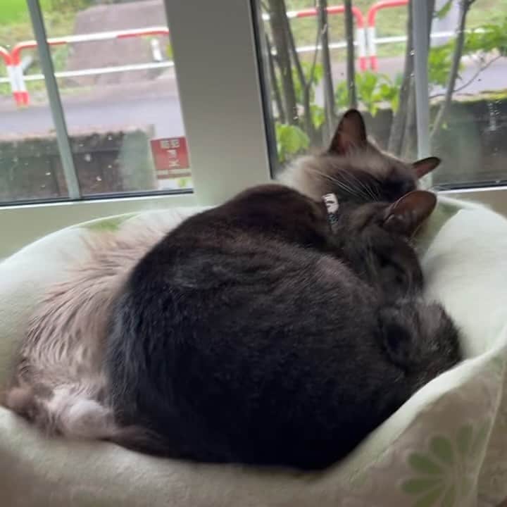 takegaeruのインスタグラム：「梅雨でもくっつく子たち😽😽 #cat #猫 #ragdoll #ラグドール #ホワイトポッチーズ #よもねこ #よもぎねこ #キジトラ #きじとら」
