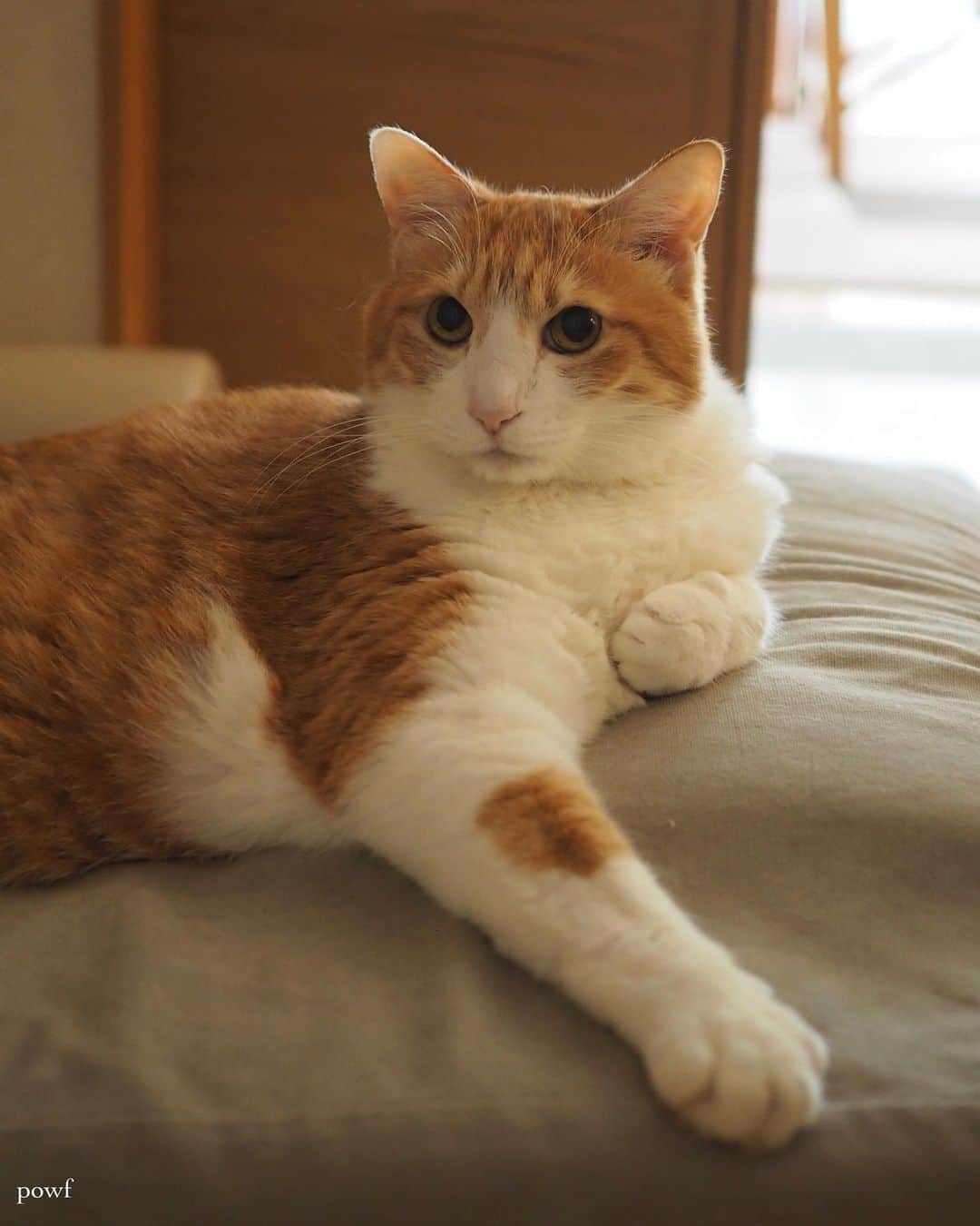 anemone_69のインスタグラム：「🐈 . . #ハカセとキョウジュ #茶トラ白 #茶白 #cat #猫 #保護猫 . . .」