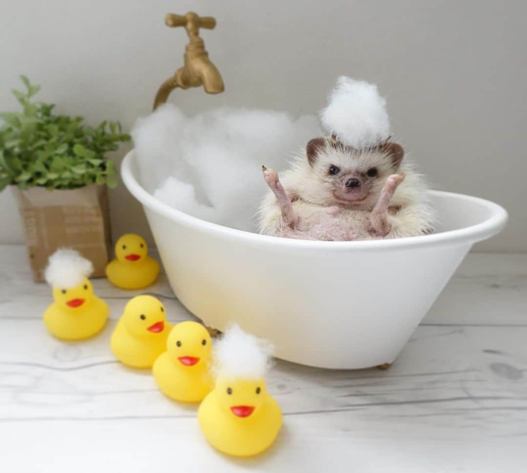 ラド&ティンクさんのインスタグラム写真 - (ラド&ティンクInstagram)「take a bath🛀  model ： Liam  暑いよね💦 汗いっぱいかくから、お風呂に入ってサッパリしないとね。  いつかの写真。  #はりねずみのリアム #はりねずみ #ハリネズミ #針鼠 #igersjp #pecotv #hedgehog #hedgie」7月11日 22時07分 - rado_pompon