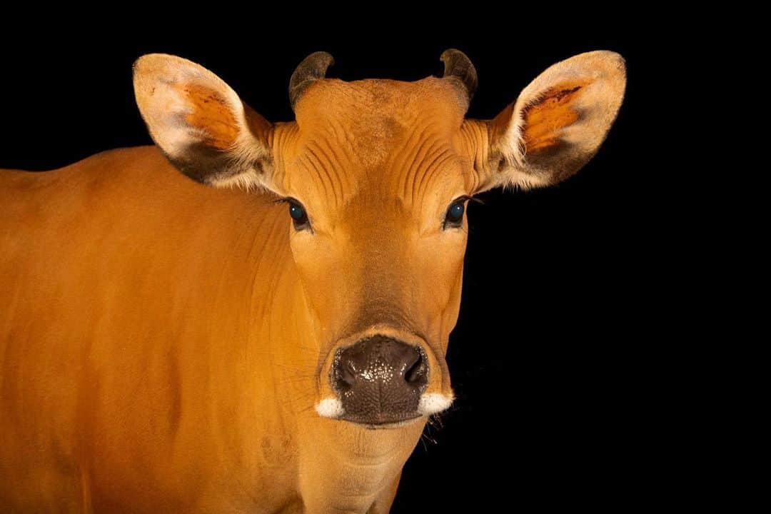 Joel Sartoreさんのインスタグラム写真 - (Joel SartoreInstagram)「A species of wild cattle, the Javan banteng plays an important role in maintaining the health of the areas it inhabits. Their grazing and browsing habits help to cycle nutrients, and as a result, they influence the composition of plant communities in the ecosystem. During the dry season, they feed primarily on grass, helping to replenish vegetation in valleys. Several months later, with the arrival of the monsoon season, the bantengs will move into forest highlands where their diet will change to include herbaceous plants like bamboo. Photo taken @taman_safari.   #banteng #cow #cattle #wild #grazing #grass #bamboo #animal #wildlife #photography #animalphotography #wildlifephotography #studioportrait #CowAppreciationDay #PhotoArk @insidenatgeo」7月11日 22時34分 - joelsartore