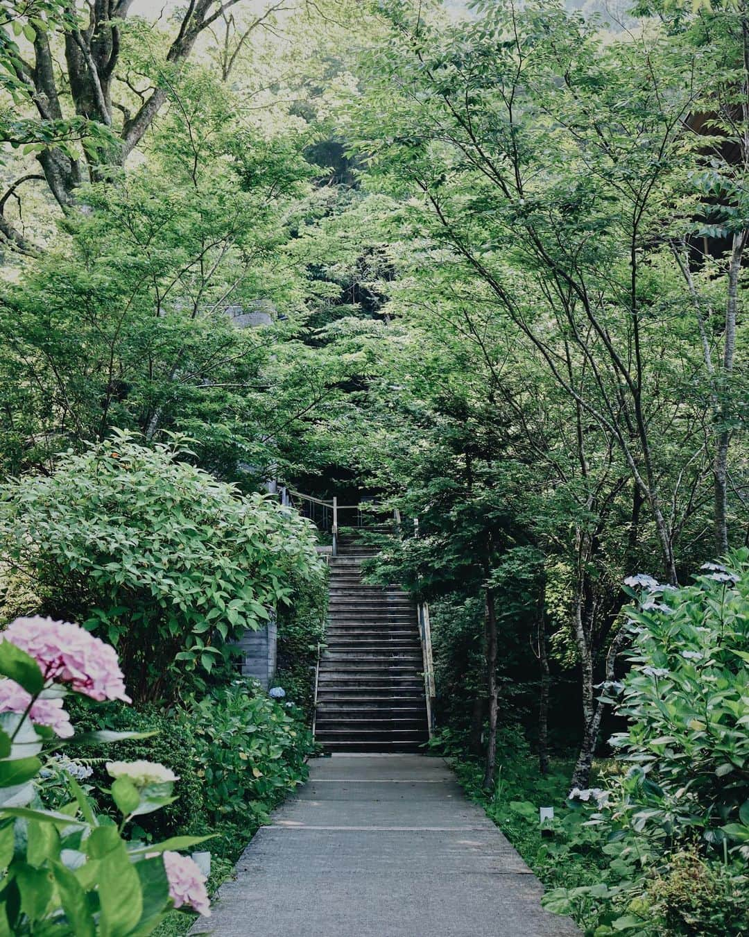 NEST INN HAKONE | 俵石閣さんのインスタグラム写真 - (NEST INN HAKONE | 俵石閣Instagram)「. 紫陽花がさくföre 。  あじさい電車がある箱根では いたるところで紫陽花をご覧いただけます。  ホテルの敷地内にも紫や青の紫陽花が まだまだきれいに咲いているので、 ご宿泊の際はぜひご覧ください。  #箱根リトリートフォーレ #箱根リトリートföre #箱根リトリートfore #箱根 #箱根ホテル  #hakoneretreatfore #hakoneretreatföre #hakoneretreat #箱根リトリート」7月11日 22時36分 - okcs_hakone.retreat