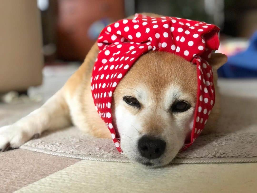 くるみのインスタグラム：「くーさんとの一日一日を 大切に過ごしたいって思ってるんだけど 一日があっという間だ…🐻‍❄️💦  そしてとにかく暑い…🍧🍉🌻  #しかし働かねばならぬ #くるみ大好き #あつい #暑すぎる #柴犬　#柴犬くるみ #dog #shiba」