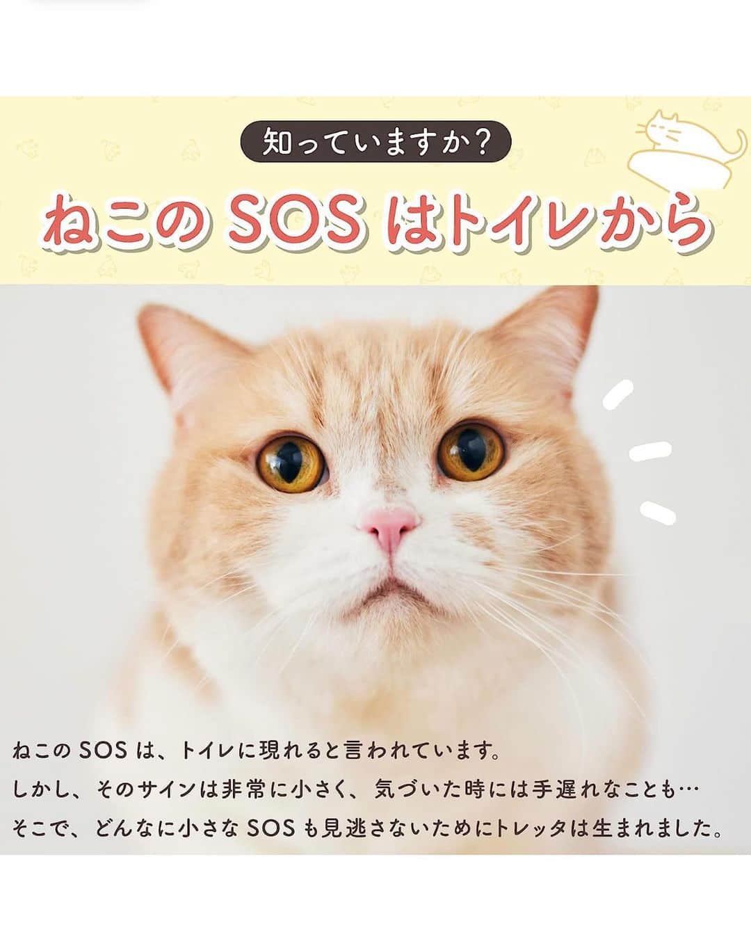 マンチカンのココ王子さんのインスタグラム写真 - (マンチカンのココ王子Instagram)「@toletta.cat  Amazonプライムデーで 年内最安値の"50%OFF!!" 3490円！！  持ってない方、購入しておいた方が良いですよ！！  部品の定価で計算すると本体2万円以上するはずのトレッタ💦 それが定価6980円！！ 元々お買い得なのに Amazonプライムデーでさらに激安！！  私も3回目の購入をしちゃいました✨✨  ストーリーズにリンク貼るので 気になる方は見てね💕  _____＊______＊______  ⭐️尿量、尿の回数、トイレの滞在時間など自動測定して記録してくれる！  ⭐️最新AIトイレなので、顔認識してくれて、多頭飼育でもそれぞれの子のデータを記録  ⭐️おトイレ中の様子を撮影して記録してくれる  優秀な猫トイレです！  #pr」7月11日 22時55分 - cocolog_cat