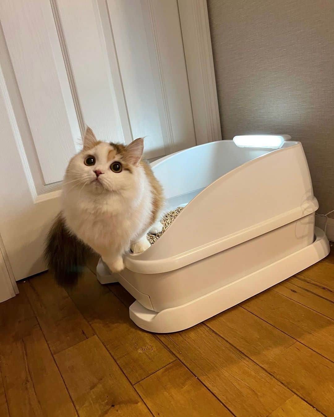 マンチカンのココ王子さんのインスタグラム写真 - (マンチカンのココ王子Instagram)「@toletta.cat  Amazonプライムデーで 年内最安値の"50%OFF!!" 3490円！！  持ってない方、購入しておいた方が良いですよ！！  部品の定価で計算すると本体2万円以上するはずのトレッタ💦 それが定価6980円！！ 元々お買い得なのに Amazonプライムデーでさらに激安！！  私も3回目の購入をしちゃいました✨✨  ストーリーズにリンク貼るので 気になる方は見てね💕  _____＊______＊______  ⭐️尿量、尿の回数、トイレの滞在時間など自動測定して記録してくれる！  ⭐️最新AIトイレなので、顔認識してくれて、多頭飼育でもそれぞれの子のデータを記録  ⭐️おトイレ中の様子を撮影して記録してくれる  優秀な猫トイレです！  #pr」7月11日 22時55分 - cocolog_cat
