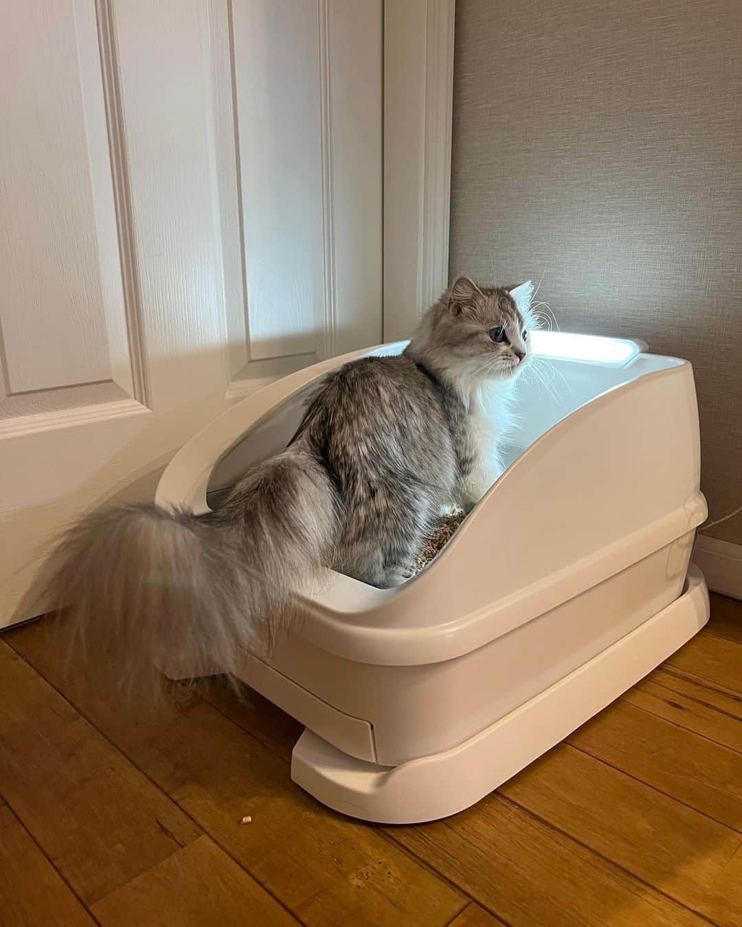 マンチカンのココ王子さんのインスタグラム写真 - (マンチカンのココ王子Instagram)「@toletta.cat  Amazonプライムデーで 年内最安値の"50%OFF!!" 3490円！！  持ってない方、購入しておいた方が良いですよ！！  部品の定価で計算すると本体2万円以上するはずのトレッタ💦 それが定価6980円！！ 元々お買い得なのに Amazonプライムデーでさらに激安！！  私も3回目の購入をしちゃいました✨✨  ストーリーズにリンク貼るので 気になる方は見てね💕  _____＊______＊______  ⭐️尿量、尿の回数、トイレの滞在時間など自動測定して記録してくれる！  ⭐️最新AIトイレなので、顔認識してくれて、多頭飼育でもそれぞれの子のデータを記録  ⭐️おトイレ中の様子を撮影して記録してくれる  優秀な猫トイレです！  #pr」7月11日 22時55分 - cocolog_cat