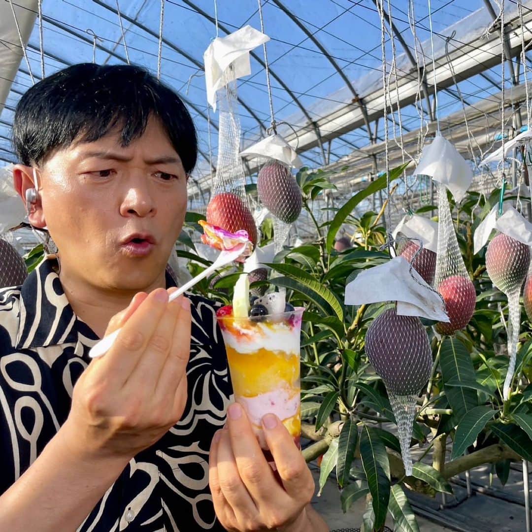 依田司さんのインスタグラム写真 - (依田司Instagram)「7月12日(水) 茨城県小美玉市にある『やすださん家のスィーツ園』では、マンゴーの収穫が始まりました。 小美玉市で栽培されているマンゴー、その名も「おみたんマンゴー」をご紹介。 栽培を始めて１５年目、「アップルマンゴー」をはじめとし、４品種およそ１００鉢を栽培していて、今年は豊作。 もともと花農家であるコチラでは、花の栽培で培った技術を応用し、「ボックス栽培」という方法でマンゴー栽培に成功。苗を鉢単位で管理することで、肥料や微妙な水分量のコントロールし、糖度の高いものができるんです。 直売所では、完熟マンゴーをふんだんに使用したパフェやマンゴー１００パーセントのマンゴーソフト、マンゴーかき氷もあります。  #やすださん家のスイーツ園 #マンゴー #GAP #ギャップ #依田さん #依田司 #お天気検定 #テレビ朝日 #グッドモーニング #気象予報士 #お天気キャスター #森林インストラクター #グリーンセイバーアドバンス #プロジェクトワイルド #IPCC伝導者 #japan #japantrip #japantravel #unknownjapan #japanAdventure #japanlife #lifeinjapan #instagramjapan #instajapan #療癒 #ilovejapan #weather #weathercaster #weatherforecast」7月12日 8時48分 - tsukasa_yoda