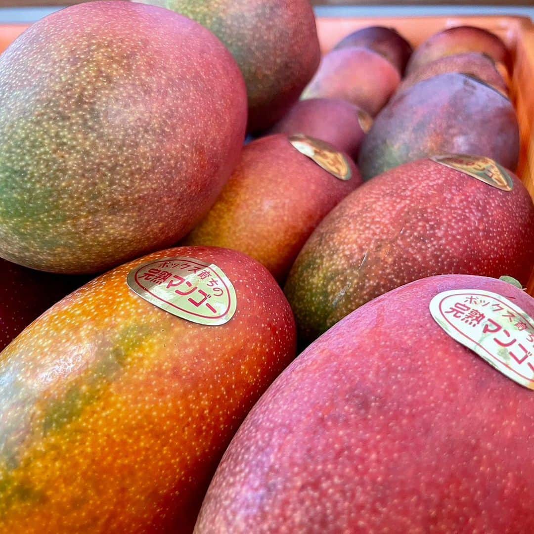 依田司さんのインスタグラム写真 - (依田司Instagram)「7月12日(水) 茨城県小美玉市にある『やすださん家のスィーツ園』では、マンゴーの収穫が始まりました。 小美玉市で栽培されているマンゴー、その名も「おみたんマンゴー」をご紹介。 栽培を始めて１５年目、「アップルマンゴー」をはじめとし、４品種およそ１００鉢を栽培していて、今年は豊作。 もともと花農家であるコチラでは、花の栽培で培った技術を応用し、「ボックス栽培」という方法でマンゴー栽培に成功。苗を鉢単位で管理することで、肥料や微妙な水分量のコントロールし、糖度の高いものができるんです。 直売所では、完熟マンゴーをふんだんに使用したパフェやマンゴー１００パーセントのマンゴーソフト、マンゴーかき氷もあります。  #やすださん家のスイーツ園 #マンゴー #GAP #ギャップ #依田さん #依田司 #お天気検定 #テレビ朝日 #グッドモーニング #気象予報士 #お天気キャスター #森林インストラクター #グリーンセイバーアドバンス #プロジェクトワイルド #IPCC伝導者 #japan #japantrip #japantravel #unknownjapan #japanAdventure #japanlife #lifeinjapan #instagramjapan #instajapan #療癒 #ilovejapan #weather #weathercaster #weatherforecast」7月12日 8時48分 - tsukasa_yoda
