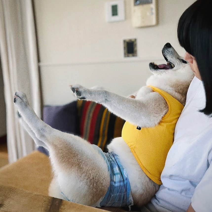 OKAのインスタグラム：「おはようございまーす！ #どんべえ17歳  のオムツコーディネート  #17歳の犬 #老犬と暮らす」