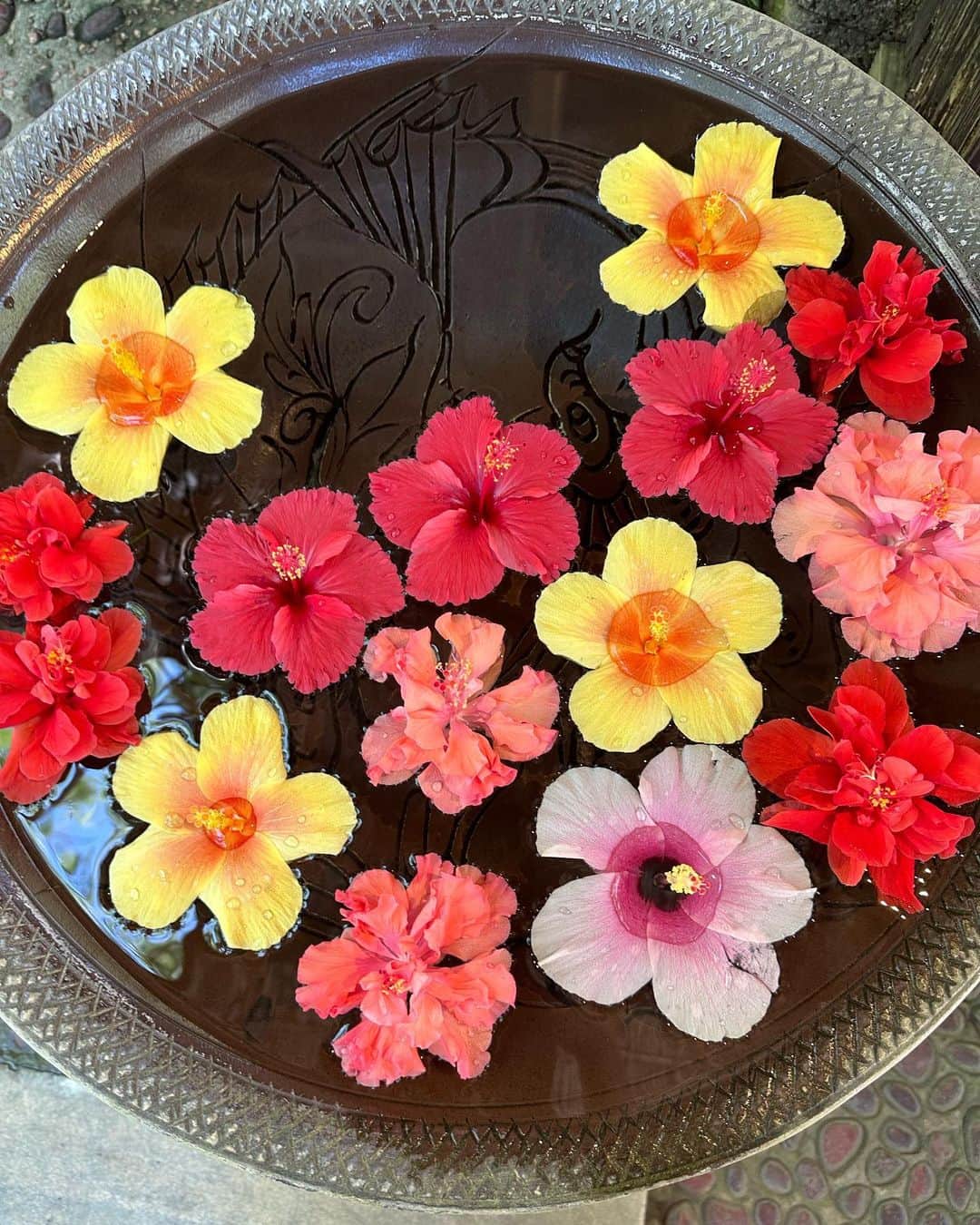 山本いさ奈さんのインスタグラム写真 - (山本いさ奈Instagram)「可愛いで溢れている南国の植物たち🌺🪴🌿 私が1番好きな南国のお花は最後の写真📷 父にその事を伝えると 実はピンクの部分はお花ではなく葉っぱだという衝撃的な事実を知った🫨🩷💚 #ブーゲンビリア」7月12日 8時50分 - _____isana_____
