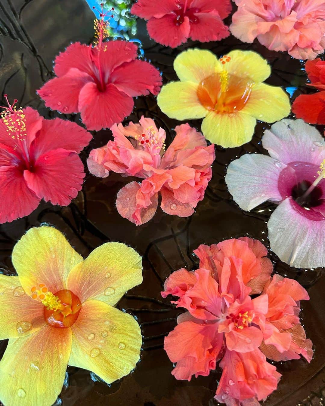 山本いさ奈さんのインスタグラム写真 - (山本いさ奈Instagram)「可愛いで溢れている南国の植物たち🌺🪴🌿 私が1番好きな南国のお花は最後の写真📷 父にその事を伝えると 実はピンクの部分はお花ではなく葉っぱだという衝撃的な事実を知った🫨🩷💚 #ブーゲンビリア」7月12日 8時50分 - _____isana_____