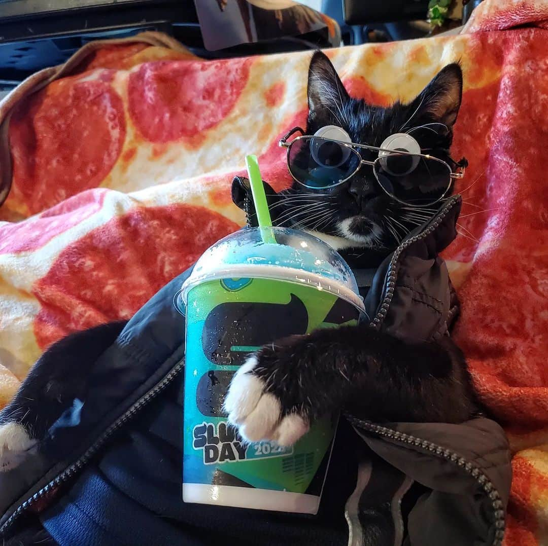 猫コスプレのインスタグラム：「Happy #SlurpeeDay @7eleven   #711 #Slurpee  . . . . #catcostume #googlyeyes」