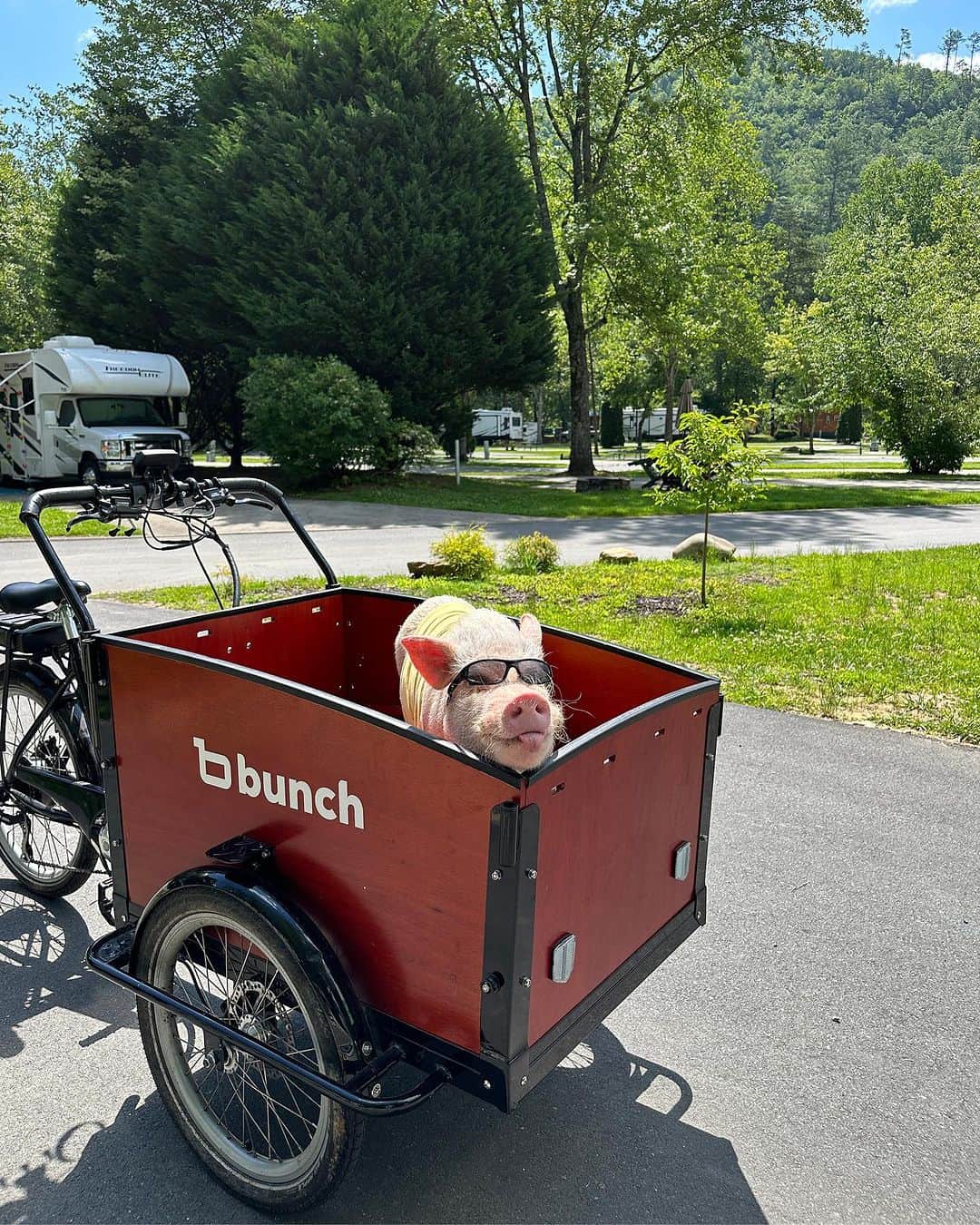 Priscilla and Poppletonさんのインスタグラム写真 - (Priscilla and PoppletonInstagram)「Happy #TongueOutTuesday from Penn! That was his face when mommy told him our camping trip was over. He was just being silly though…He gets it from cousin Pop. He knows we are super lucky piggies to get to come here. Mommy took him on one last @bunchbikes ride around the campground, and we all can’t wait to come back! We had a “bunch” of fun!❤️ #PiggyPenn #bunchbikes #koacamping #smokeymountains #cherokeenc #PrissyandPop」7月12日 2時01分 - prissy_pig