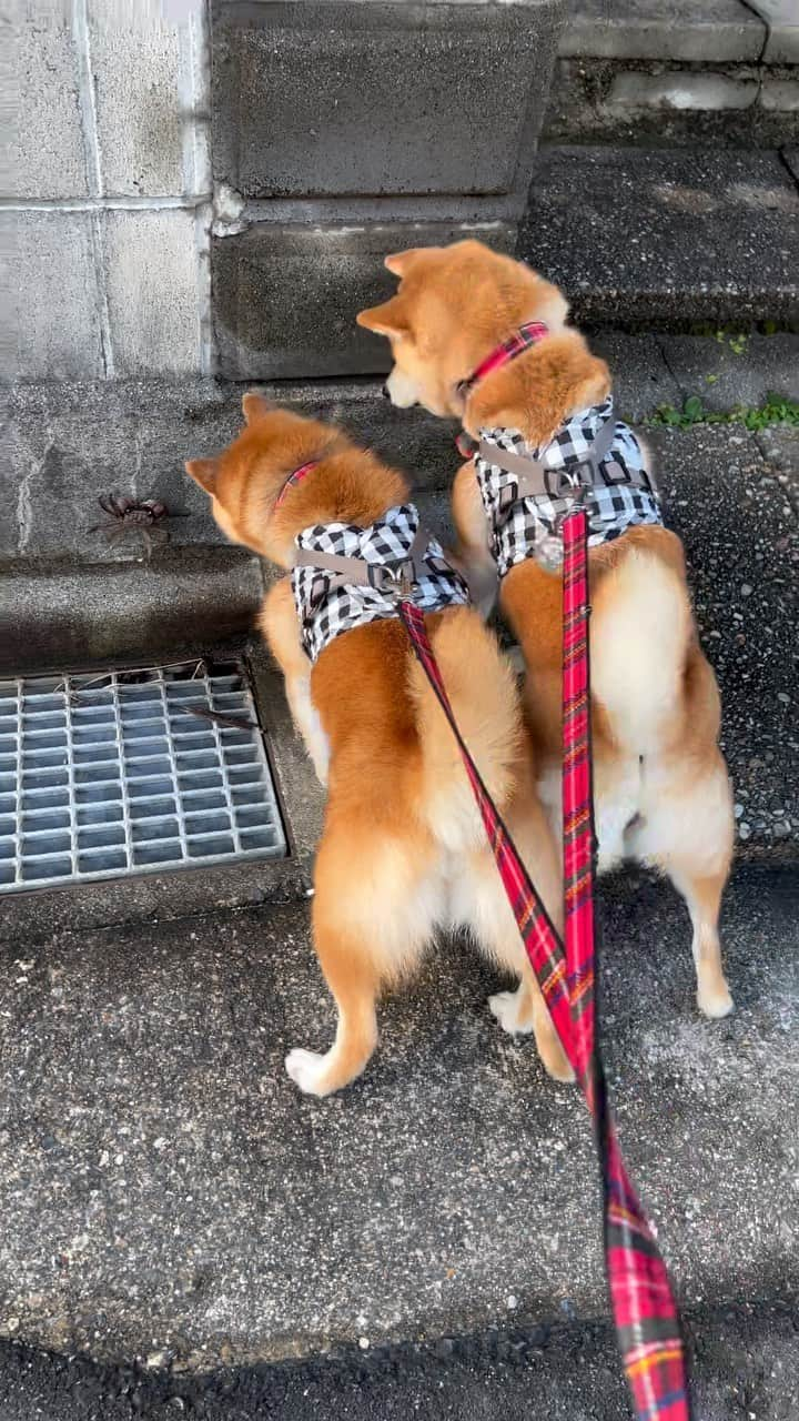 豆柴 サニーちゃんのインスタグラム：「🦀やべっ見つかっちゃったかに 🐻カニさんこんにちは〜 🐶こんにちは〜いぬでちゅか？ . . 川が近いでもないのに こんなところにカニさん🦀 ハサミ🦀で掴まれちゃうのが怖くて あまり近づけれなかったけど カニさんに興味深々でした🐻🐶 . わたしはずっと見てたら でっかいクモ🕷️みたいに見えて 気持ち悪くなっちゃった😆 . . #さにらむ劇場 #柴犬#豆柴 #赤柴#豆柴子犬#豆柴多頭飼い #まめしば#しばいぬ#anicas#shiba_snap #shibainu#shiba#mameshiba#shibastagram #豆柴サニーちゃん#豆柴ラムちゃん#さにらむ #さにらむ2023#さにらむどん」