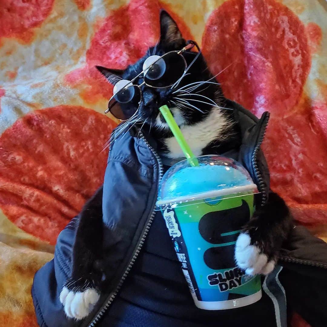 のインスタグラム：「I may have a new favorite Reaction Pic.  #SlurpeeDay #711 #cats」