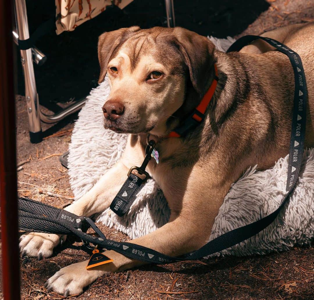 Poler Outdoor Stuffのインスタグラム：「Dog leashes and water bowls are available in-store!   Now open 7 days a week!   📷: @radphoto」