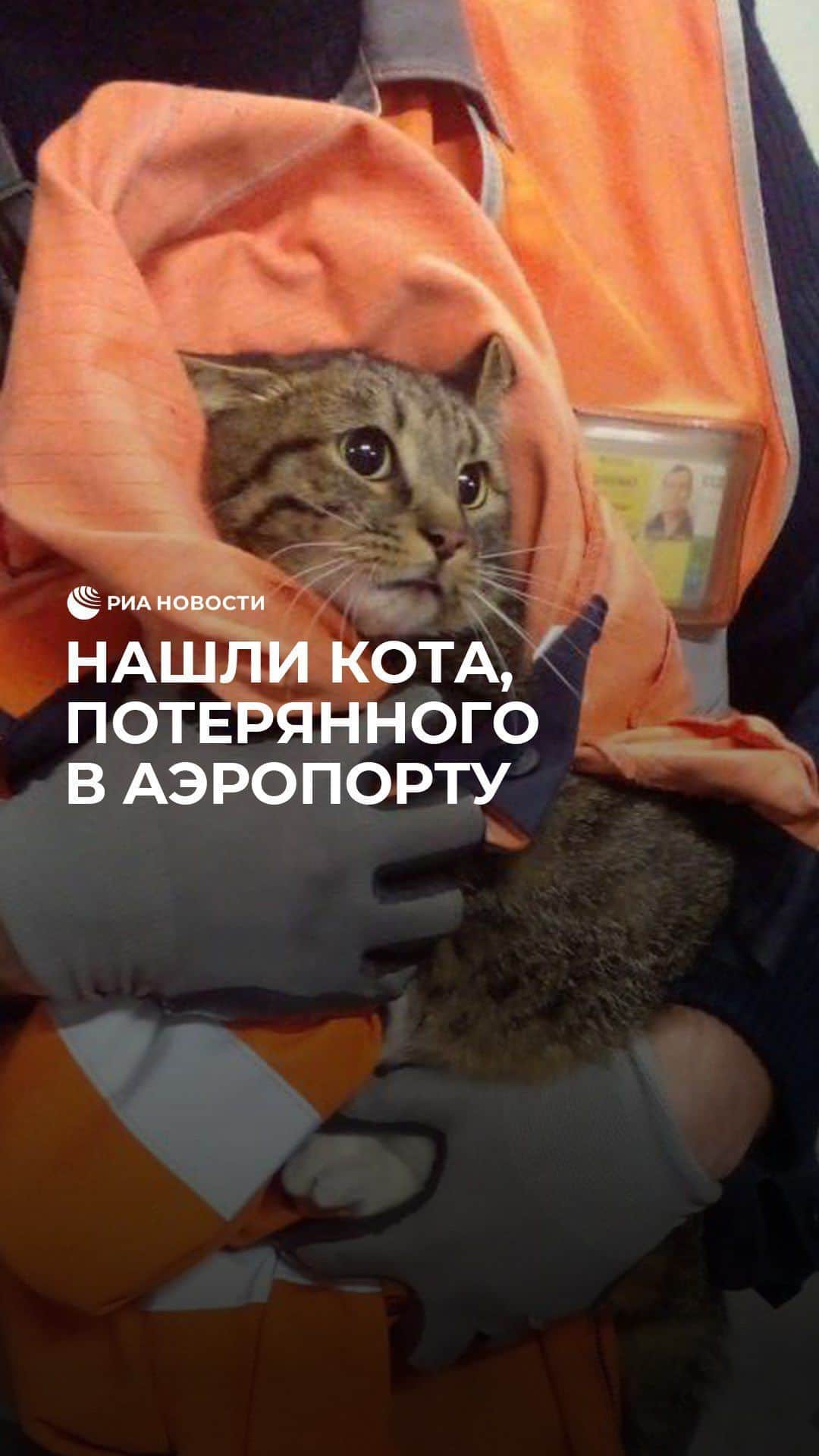 RIAノーボスチさんのインスタグラム動画 - (RIAノーボスチInstagram)「Во Внуково спасли пропавшего ...