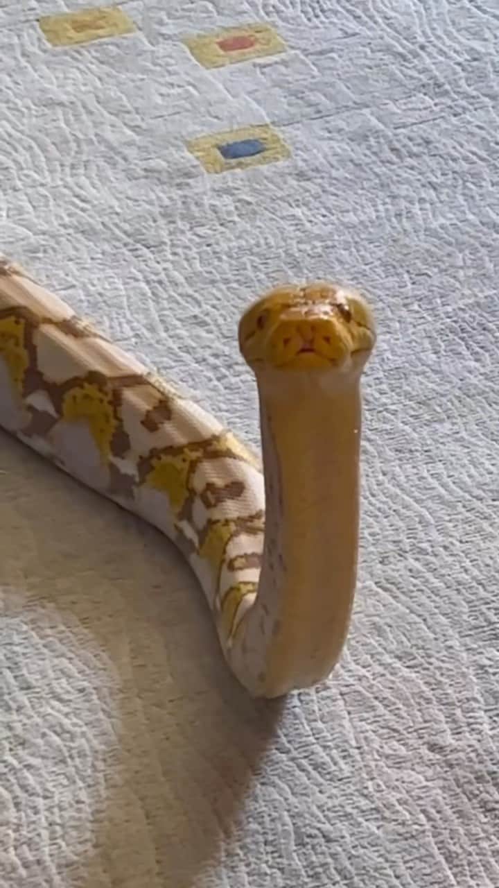Cute baby animal videos picsのインスタグラム：「How do you feel about snakes?🥰 Song RIP @bigsteppadrew  - - Follow us @cutie.animals.page for more !! 💙 - - Credit 📸 @exotic.entities DM for removal)🙏🏻 - - #animals #nature #animal #pets #love #cute #wildlife #pet #cats #dog #photography #dogs #instagram #cat #naturephotography #of #photooftheday #dogsofinstagram #animallovers #wildlifephotography #petsofinstagram #birds #catsofinstagram #instagood #petstagram #art #animalsofinstagram #puppy #bird #bhfyp」